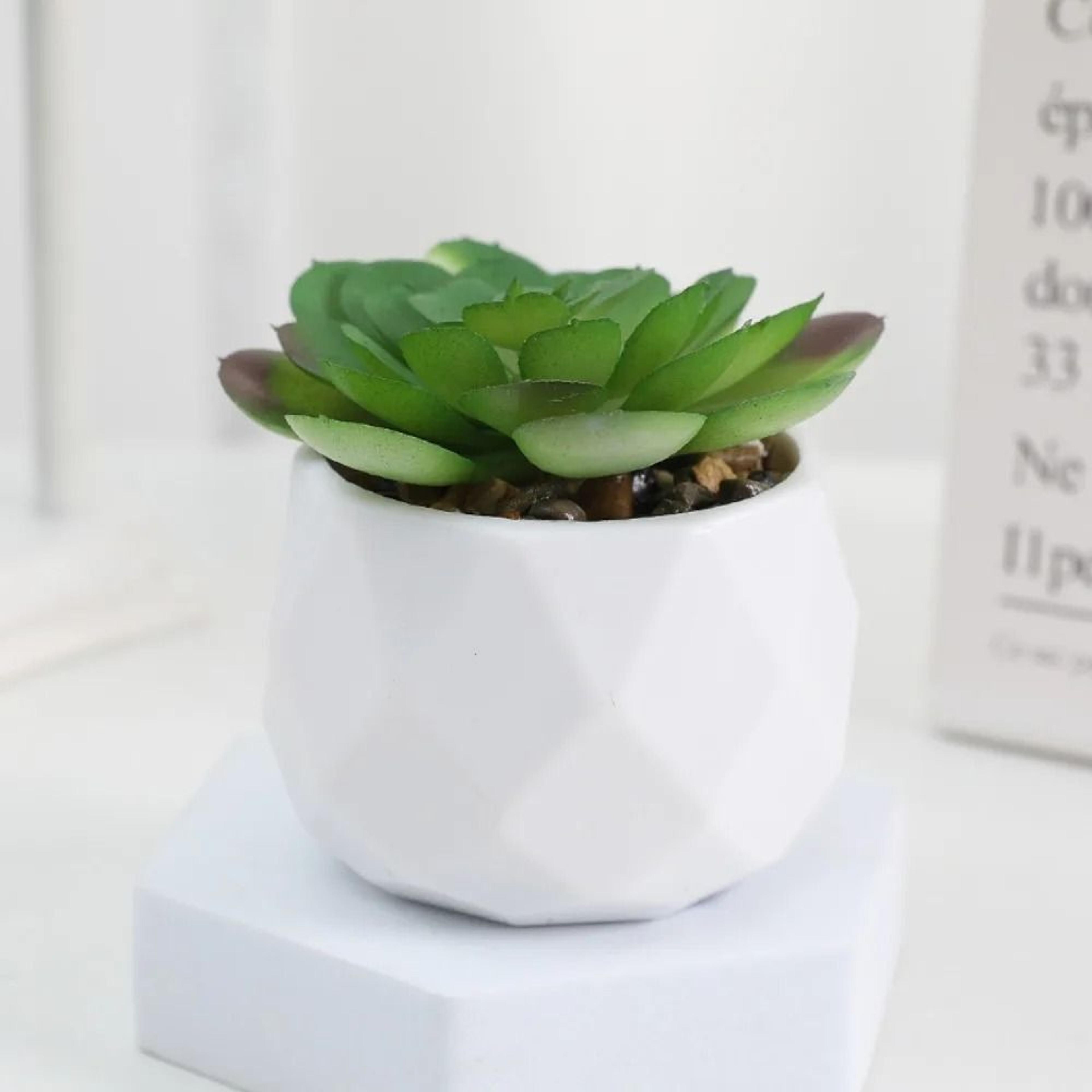 Artificial Succulent Bonsai  Mini Simulation Evergreen Decor 3