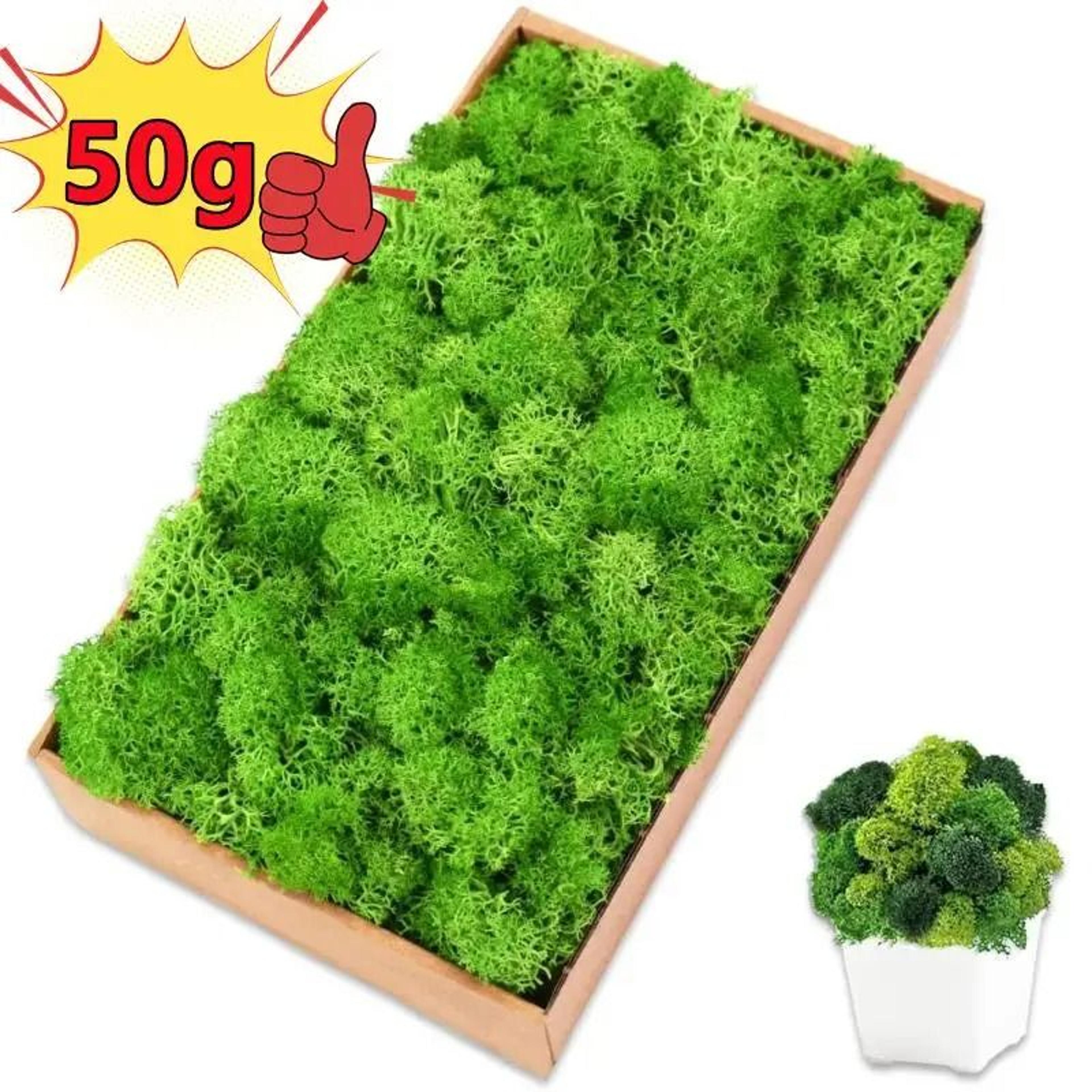 Eternal Life Artificial Moss Premium DIY Craft  Landscape Greenery 0