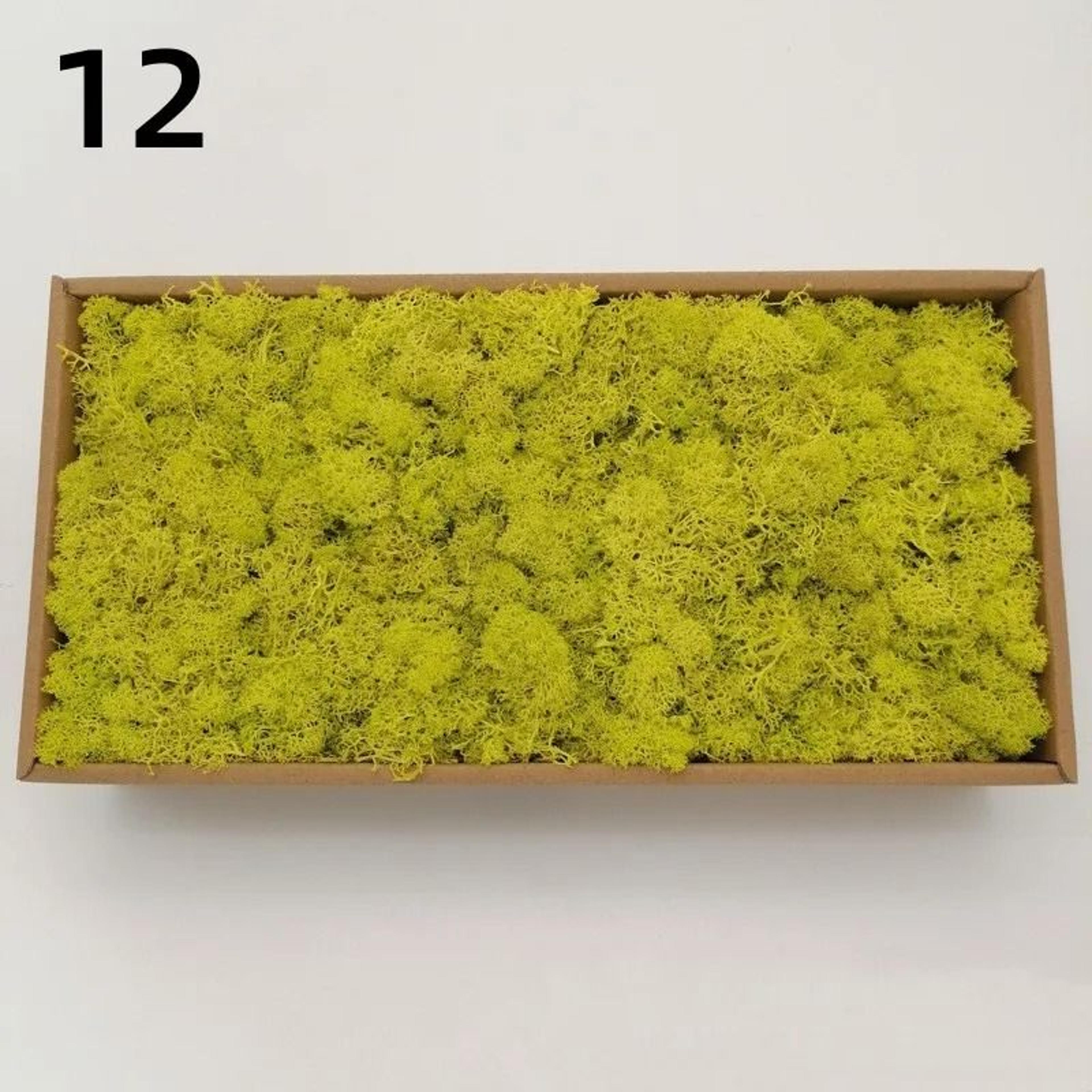 Eternal Life Artificial Moss Premium DIY Craft  Landscape Greenery 19