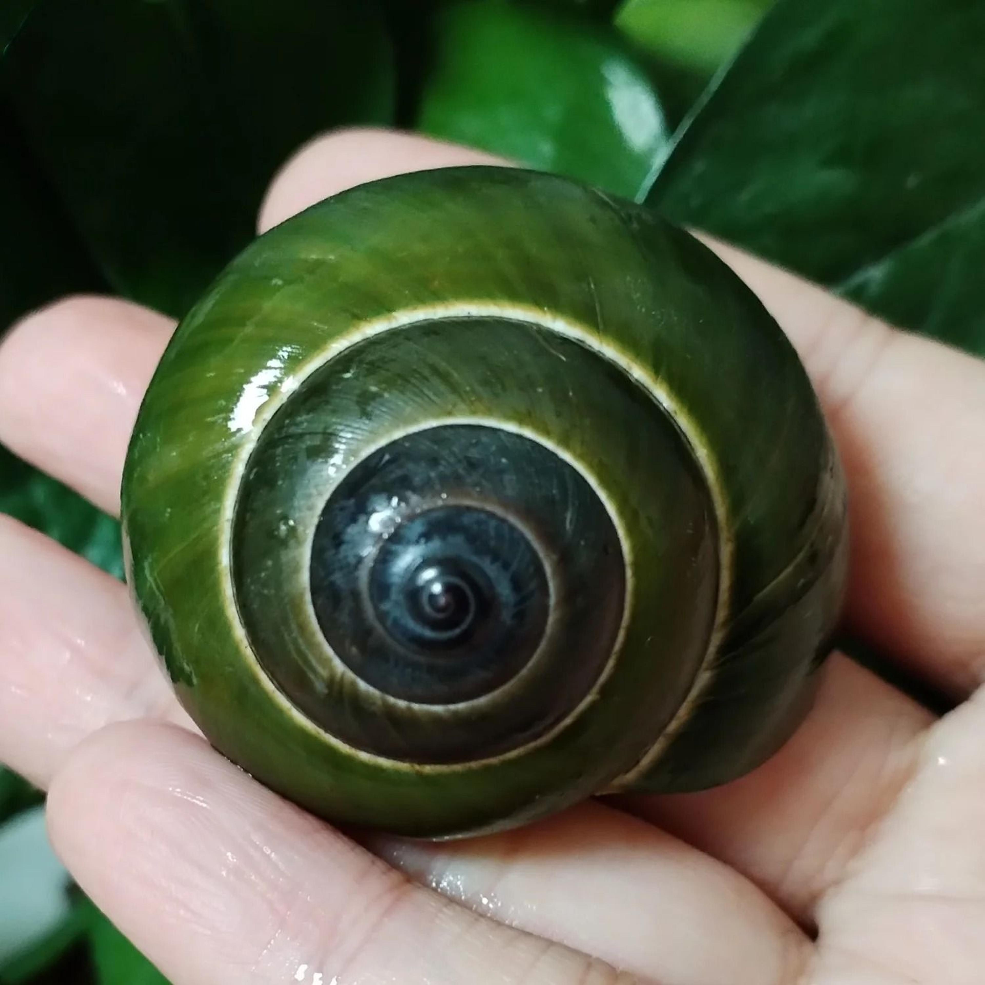 Green Jade Snail Shell Specimen  Natural Dyakiidae Shell For Aquarium Landscaping  Marine Collectio 3
