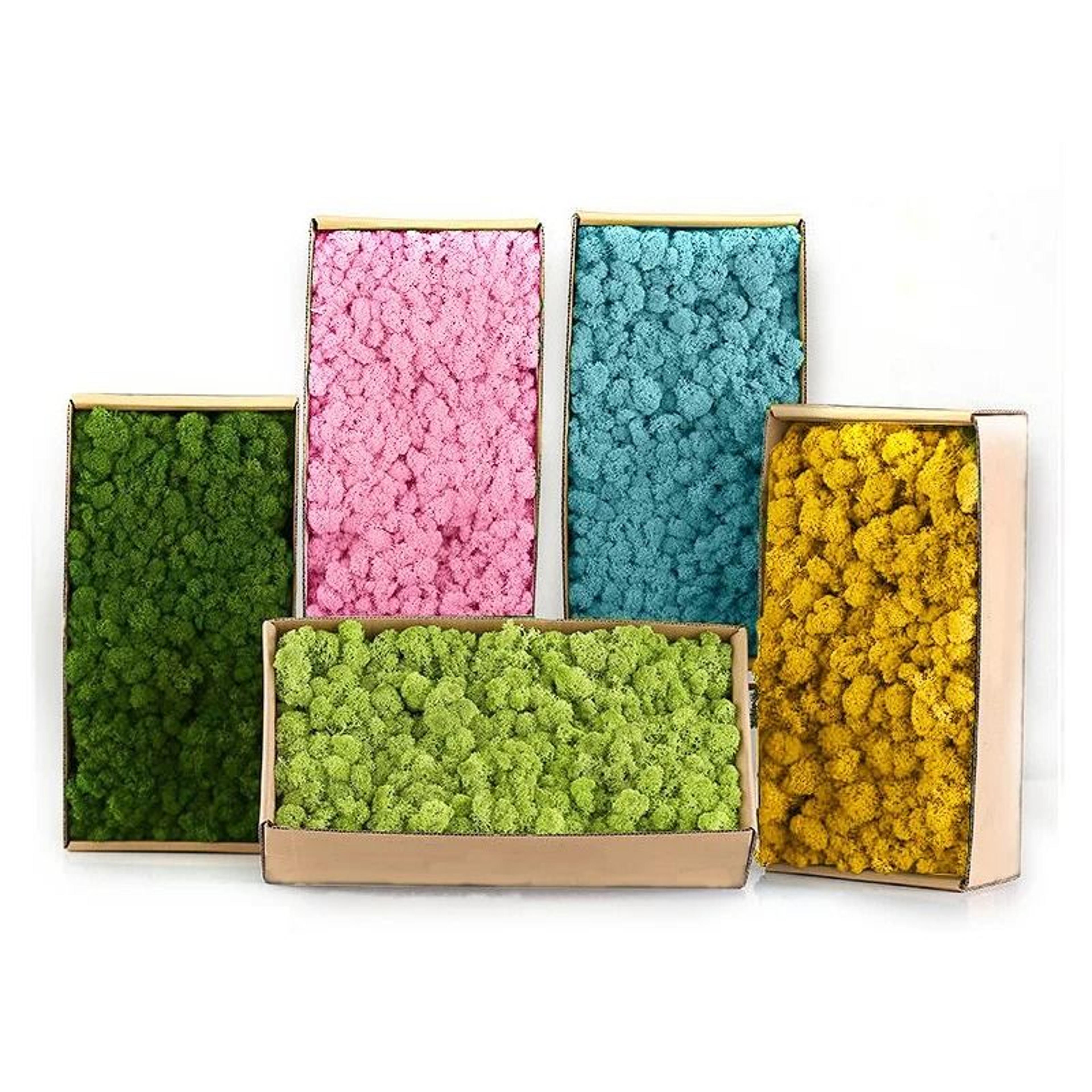Eternal Life Simulation Moss  Premium DIY Landscape Greenery 0