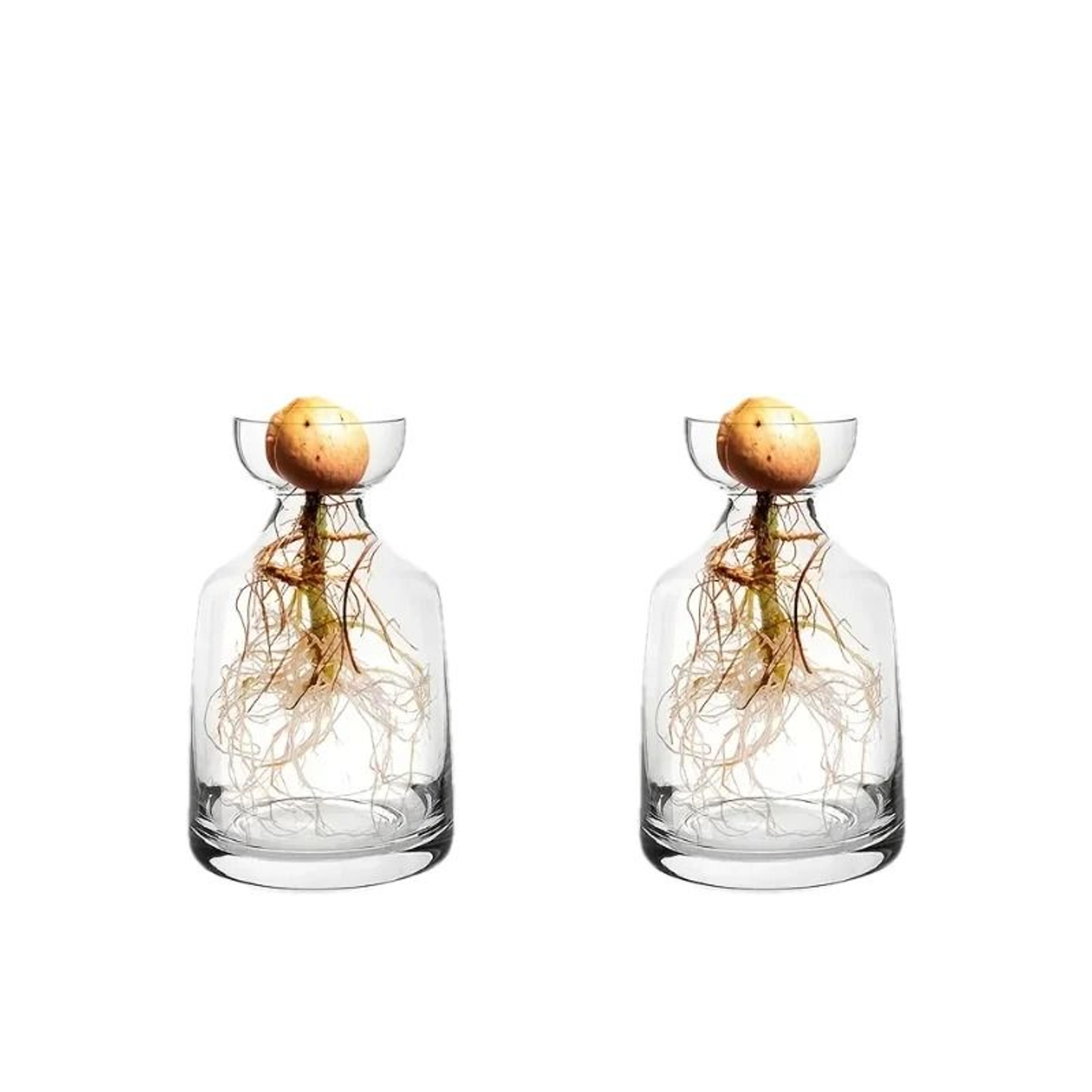 Avocado Seed Starter Set  HighDefinition Glass Propagation Sculptures 2