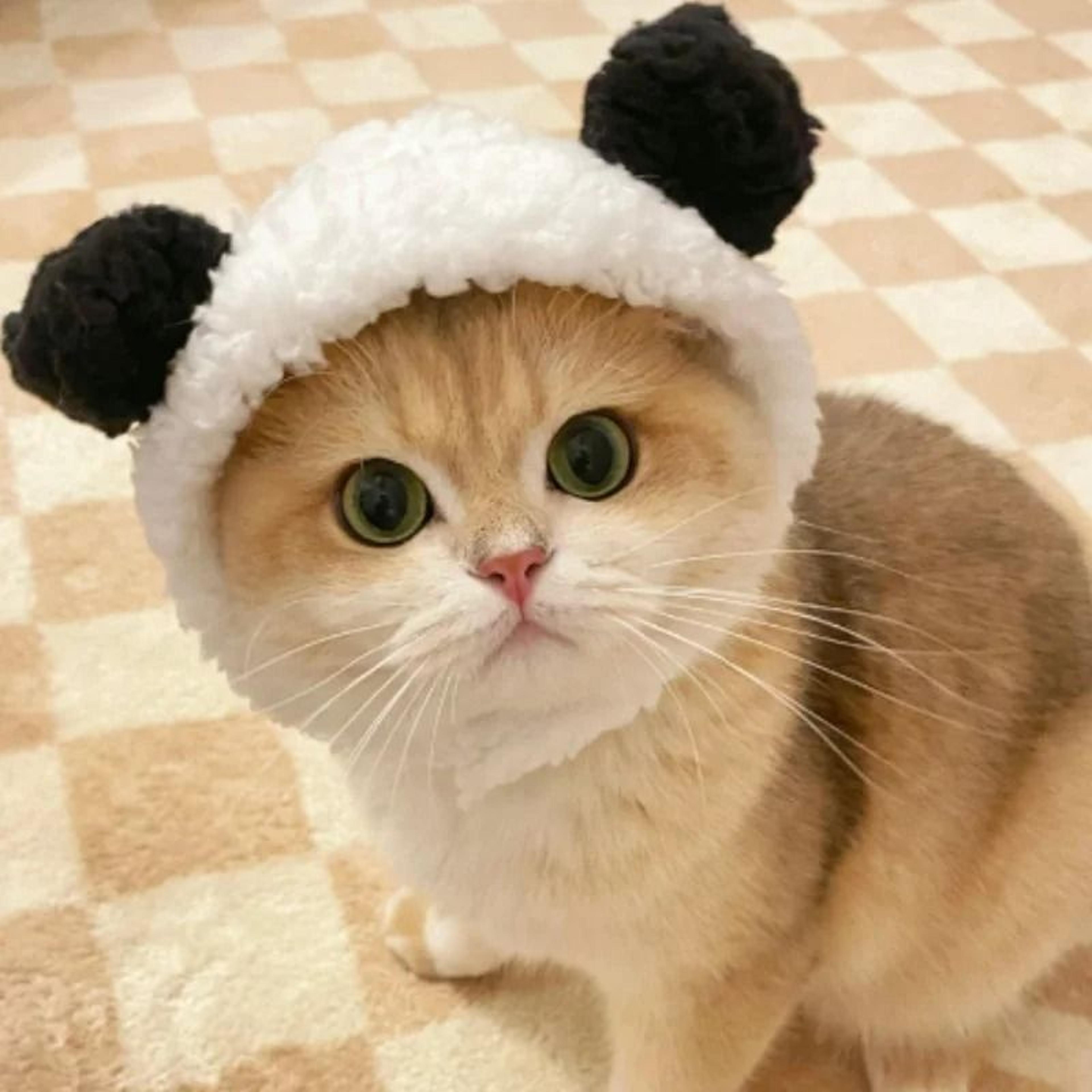Adorable Lion Mane Pet Transformation Cap 0