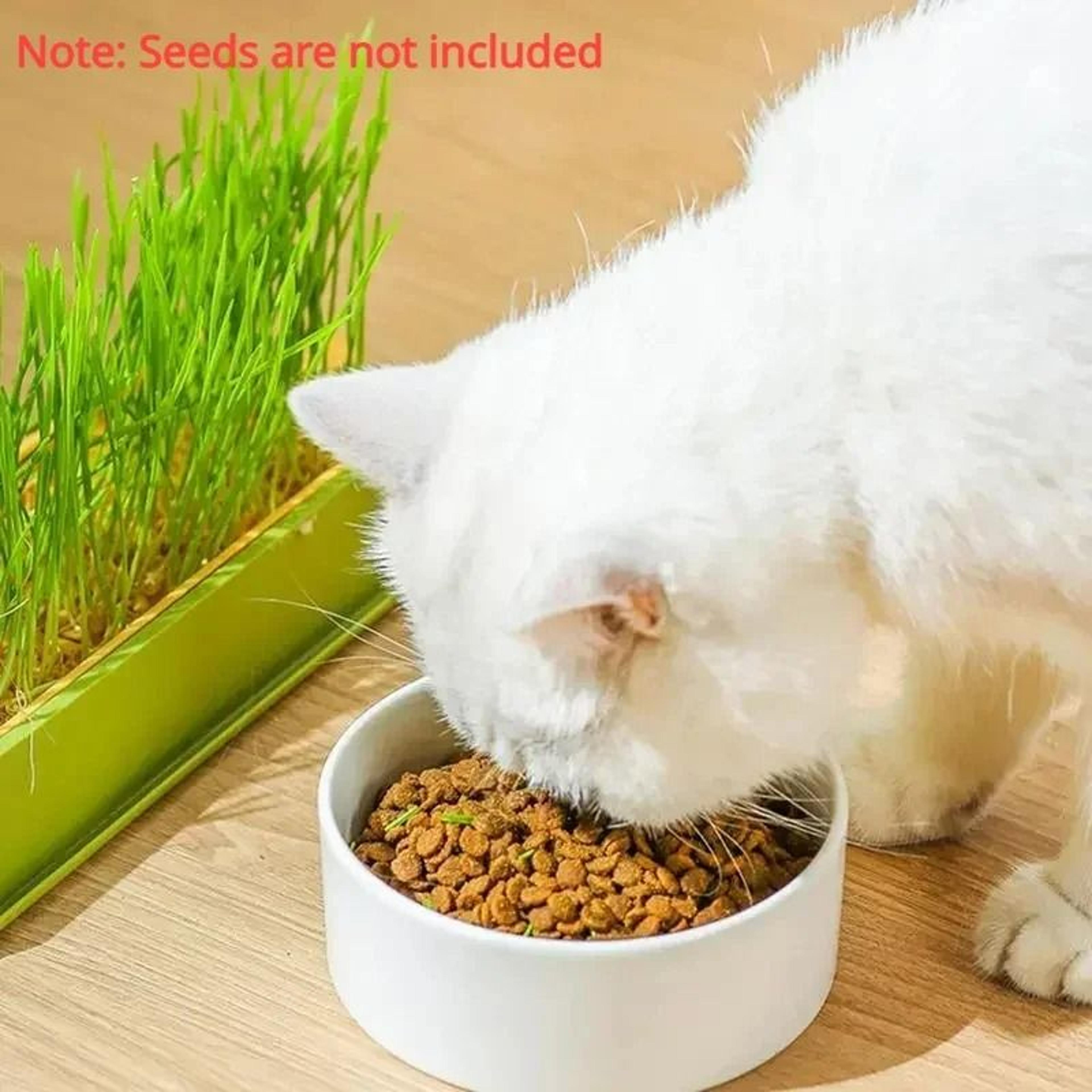 Soilless Layered Cat Grass Germination Set 3