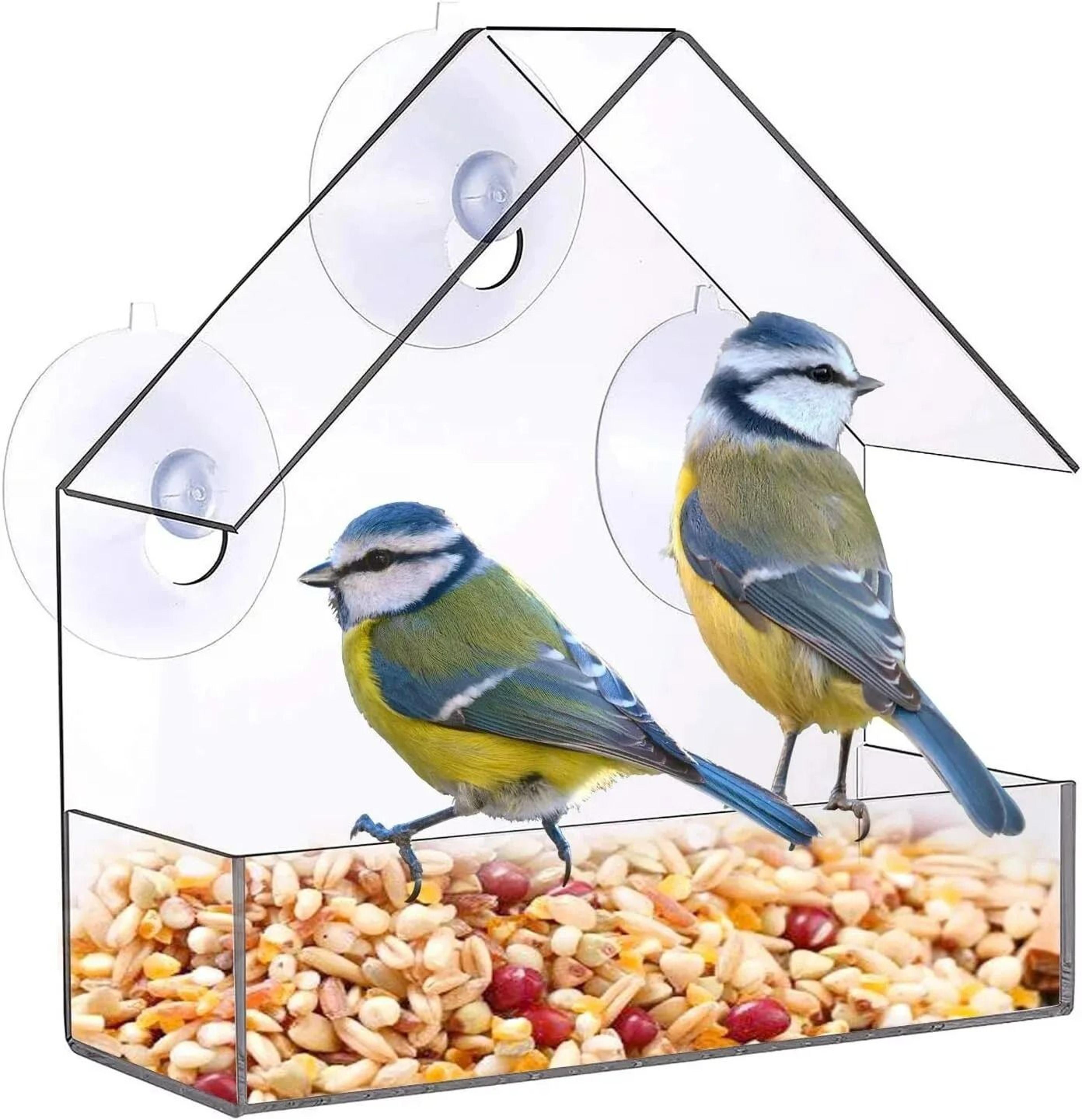 Bird Feeder HighDefinition Wildlife Observation 5