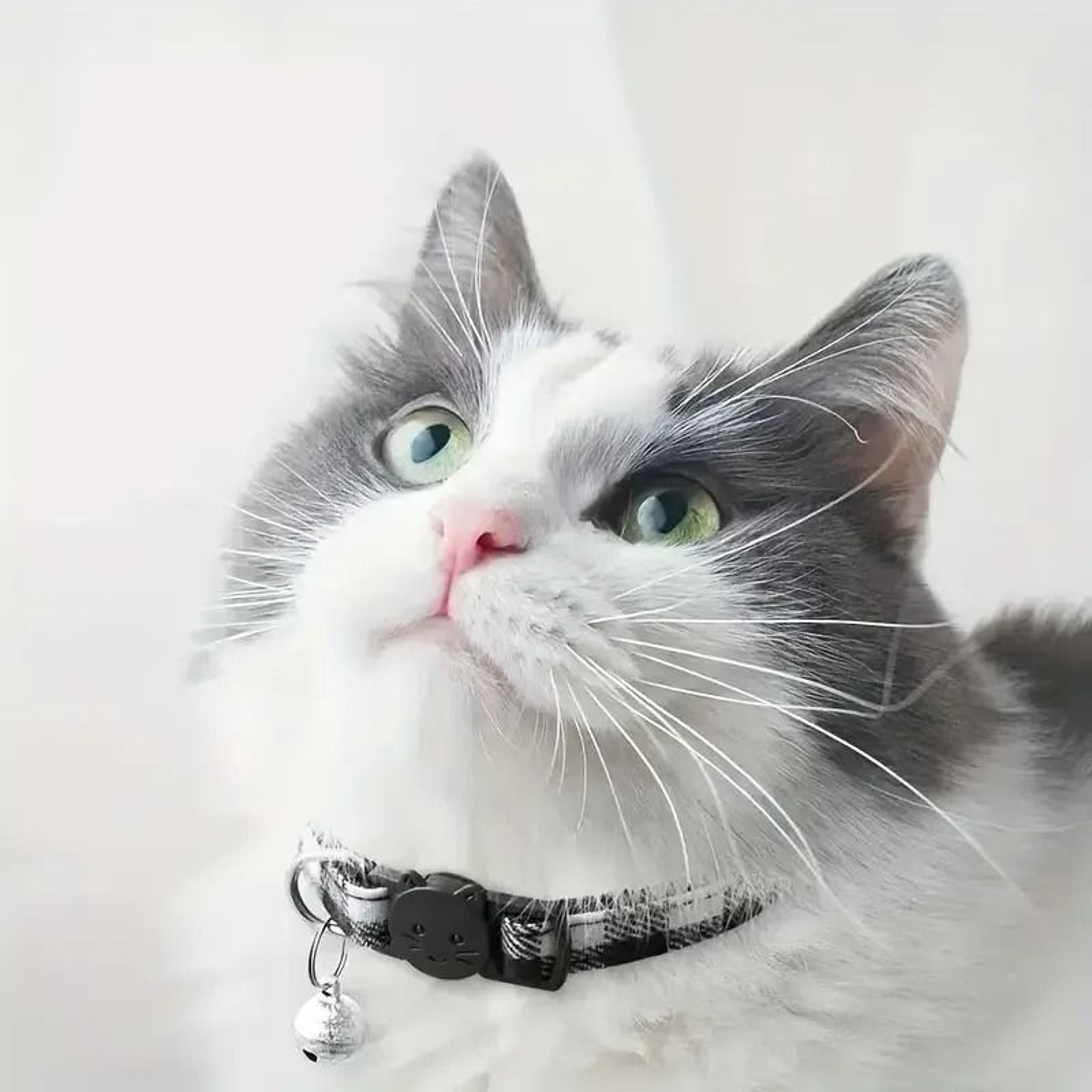 Personalized Plaid Breakaway Safety Cat Collar 5
