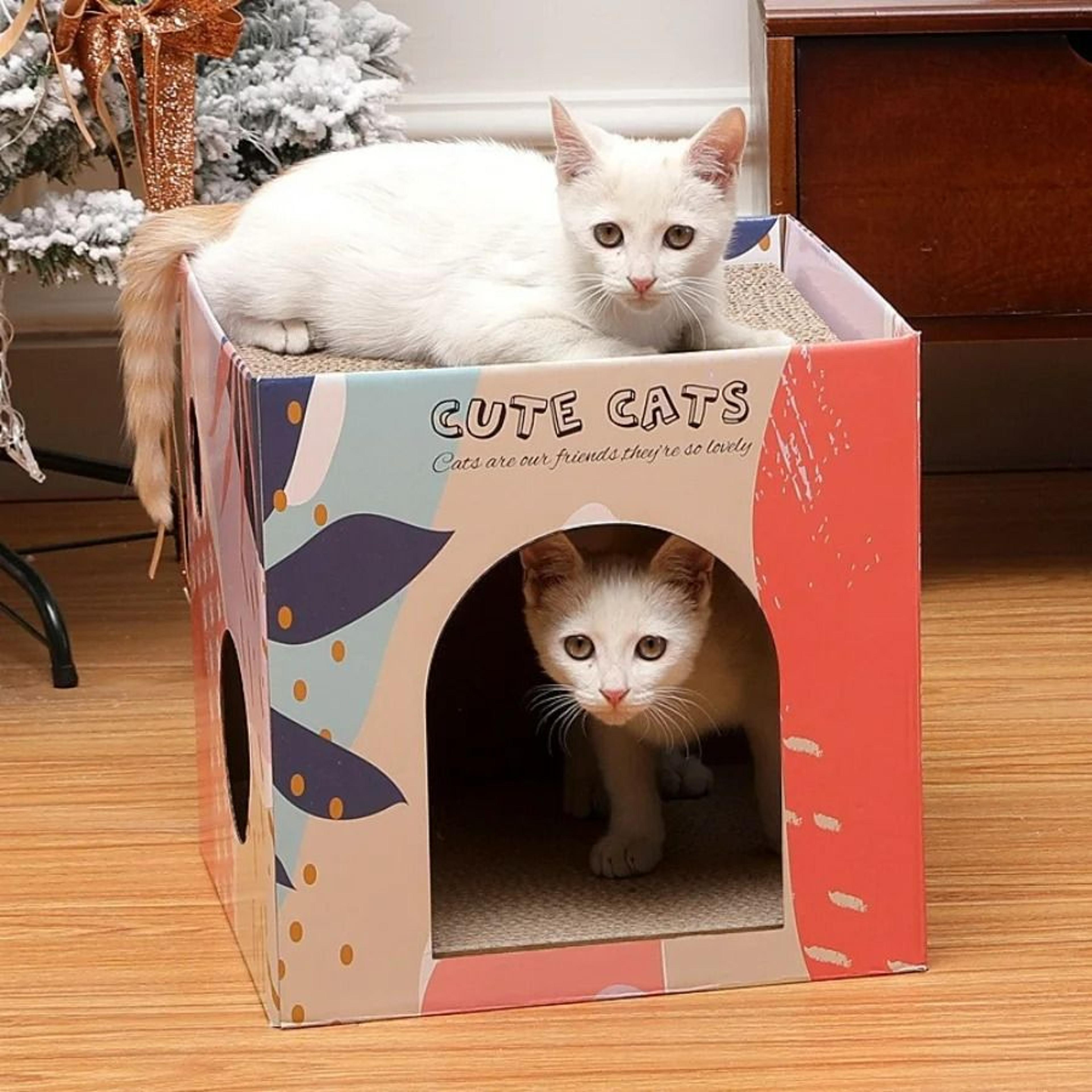 dual-level corrugated cat condo & scratching station
