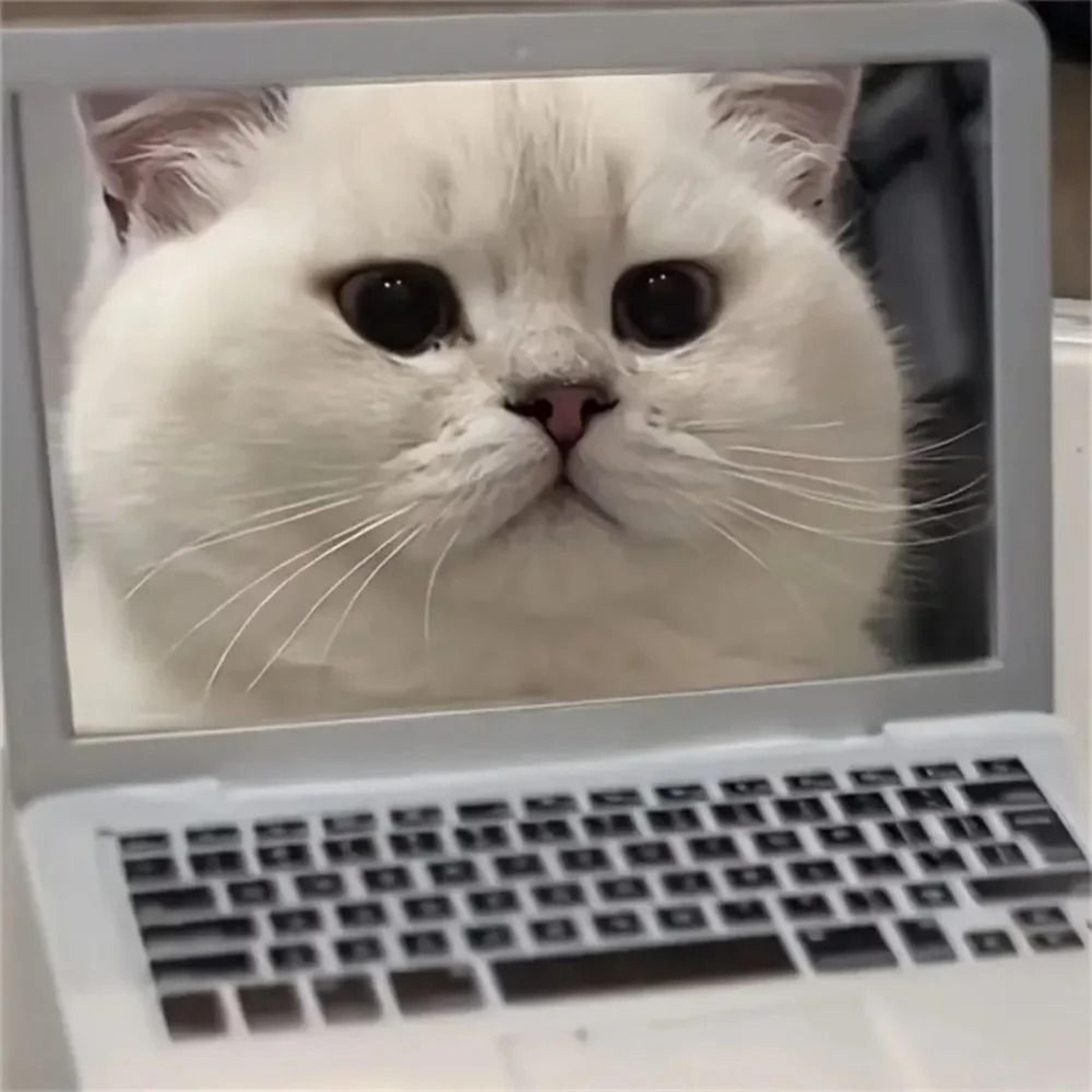 Mini Interactive MeowBook Toy Cat Laptop 4
