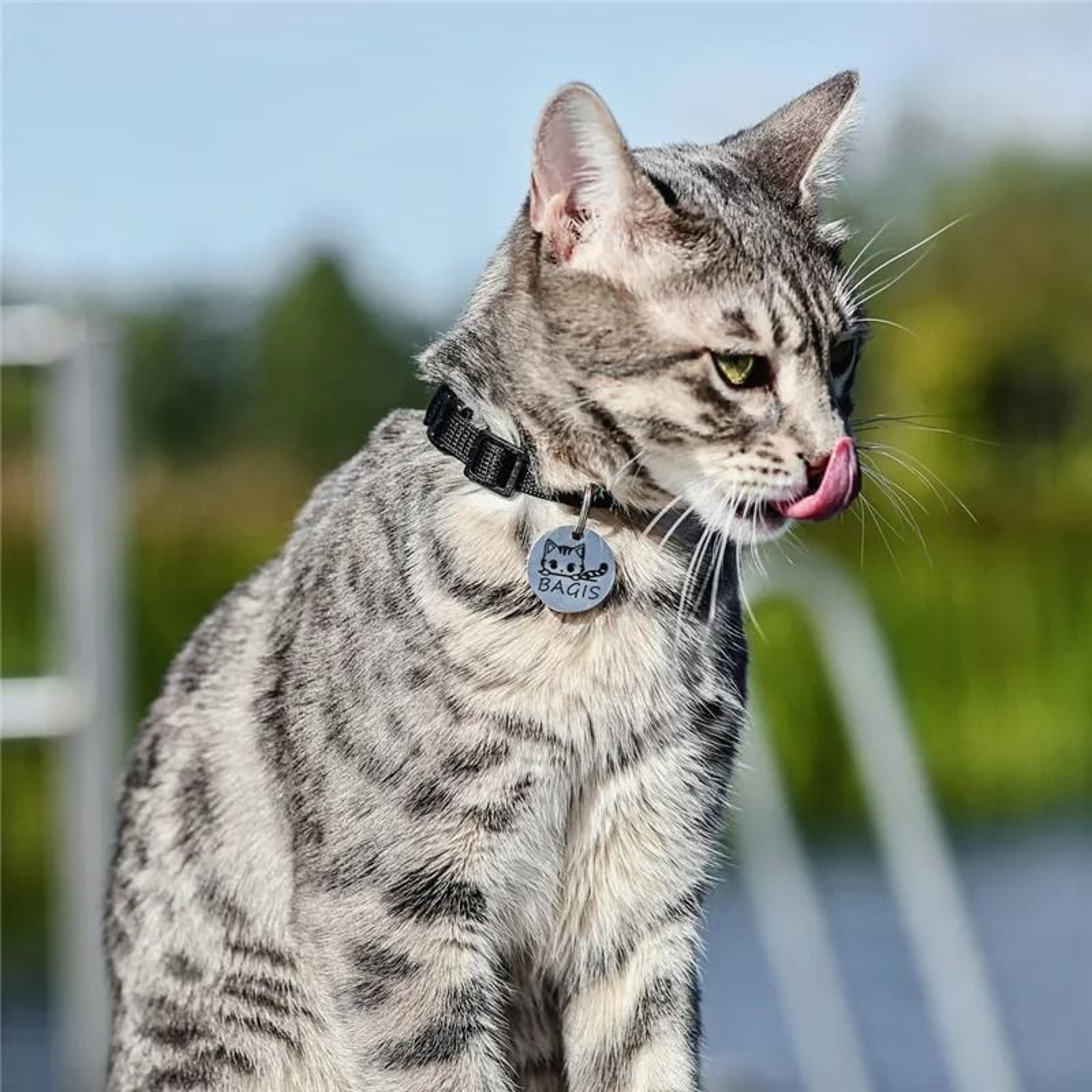 Personalized Cute Cat Face ID Tag Custom Engraved AntiLost Collar Pendant 8