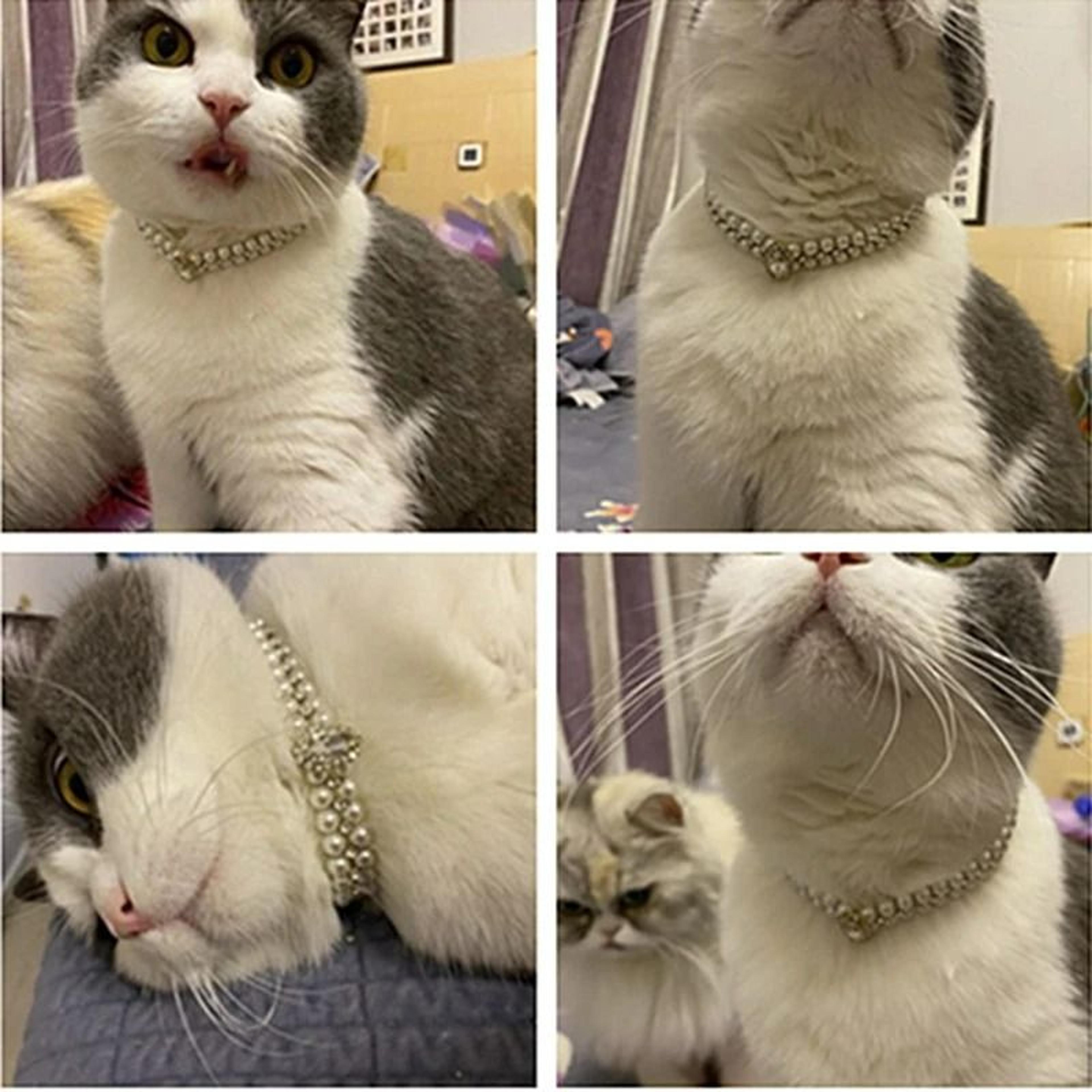 Luxury Pearl  Rhinestone Pet Collar Necklace 4