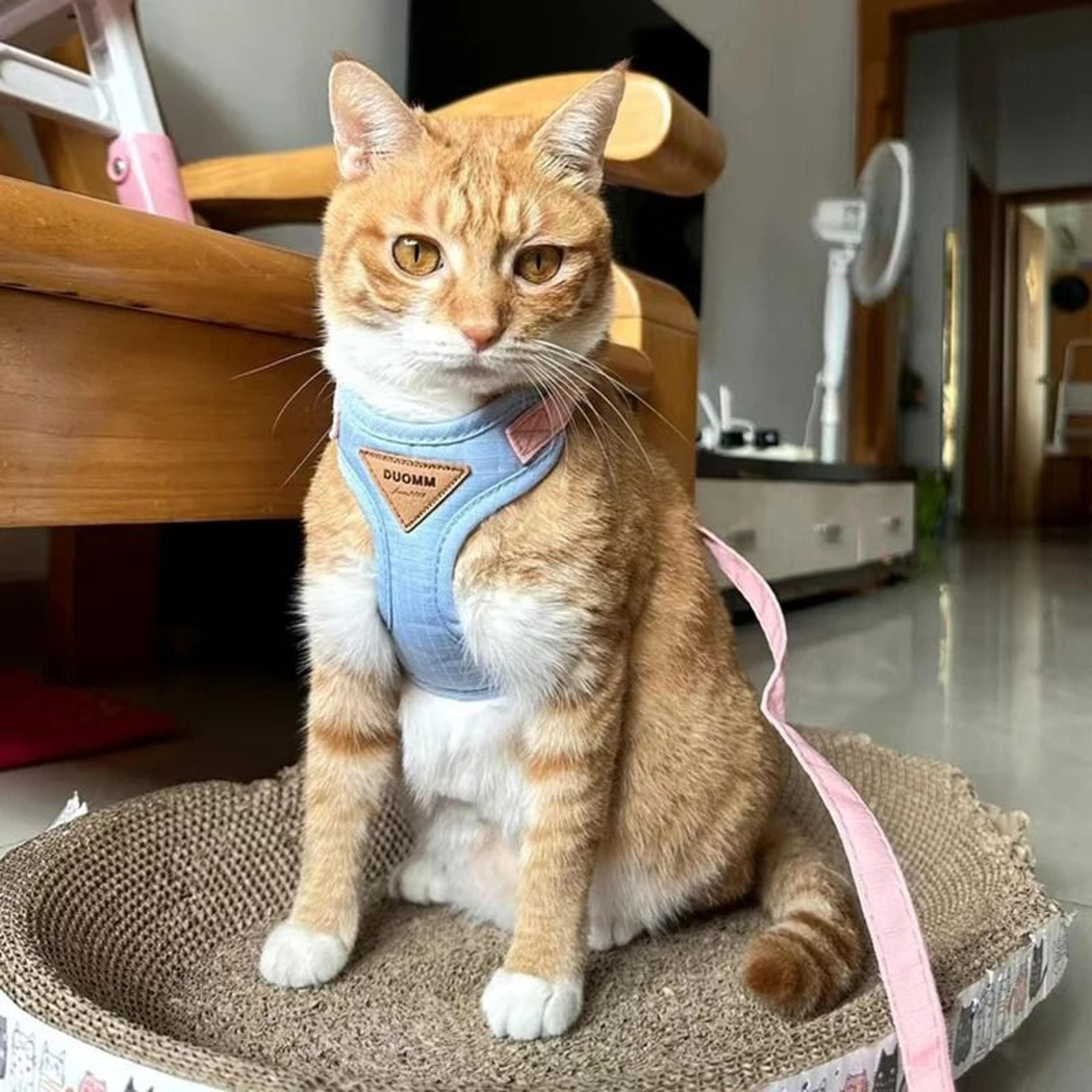 Cozy Soft EscapeProof Cat Harness  Leash Set 3