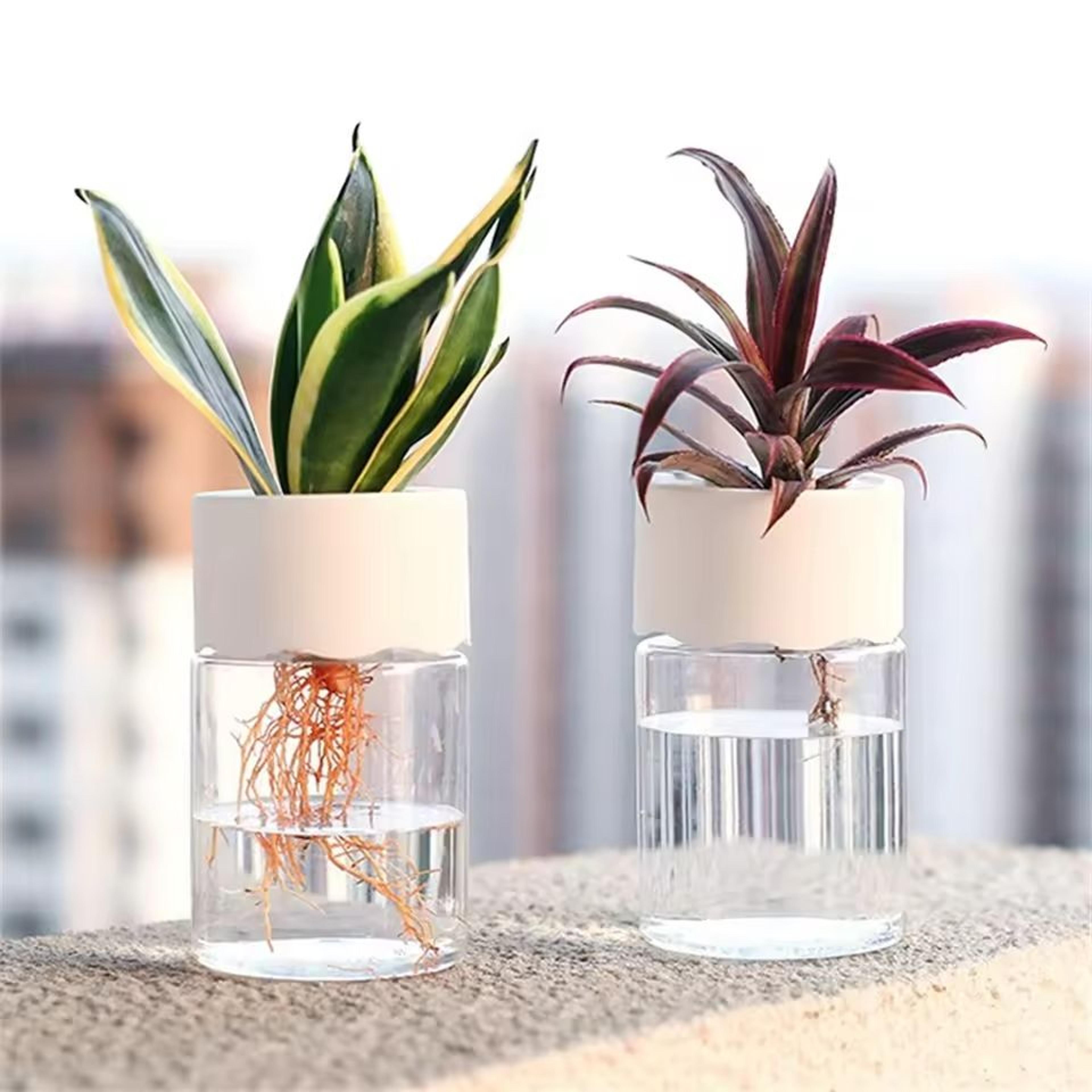 Mini Transparent Hydroponic Flower Pot 4