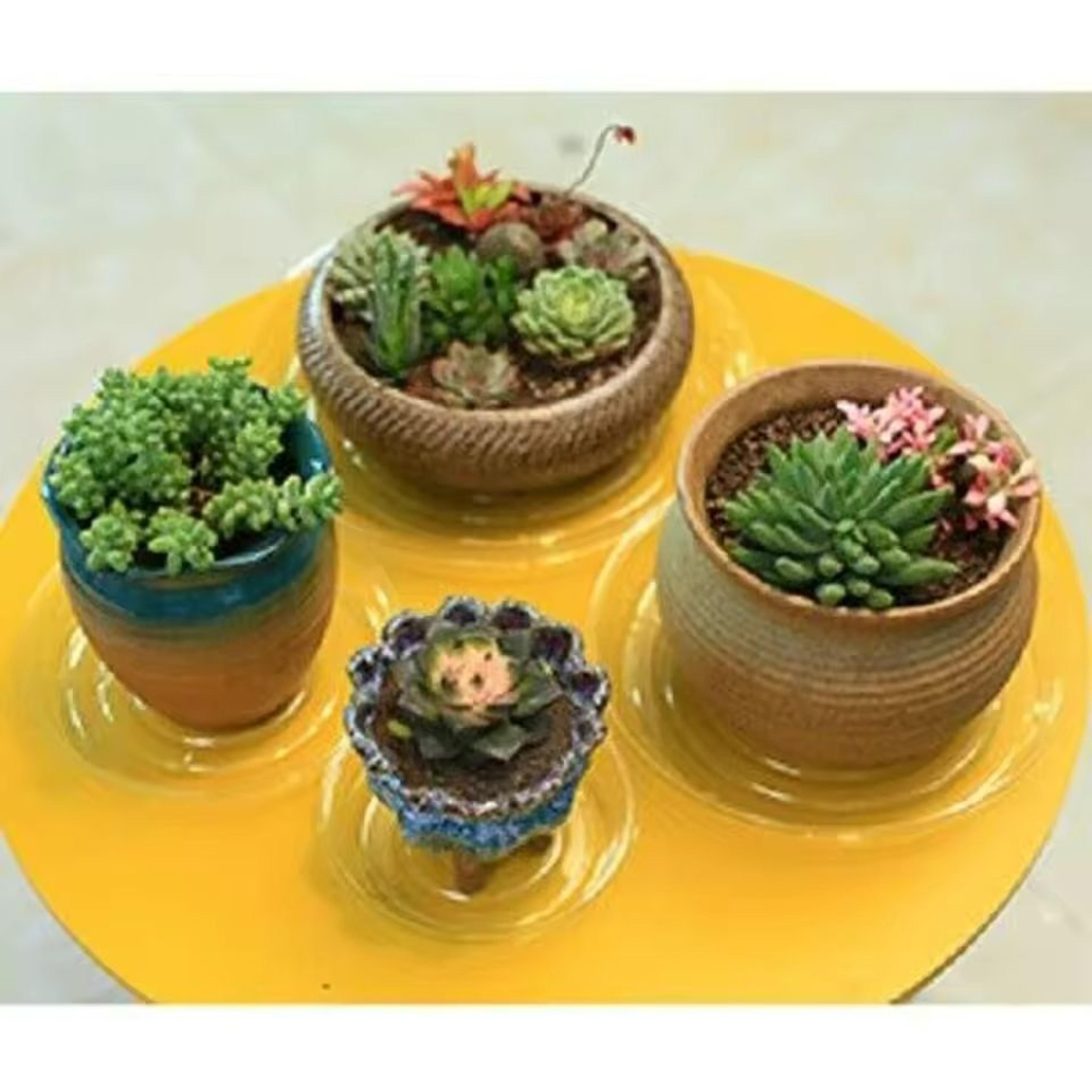 Clear Plastic Round Plant Saucer  Drip Tray 10Piece Pack 2