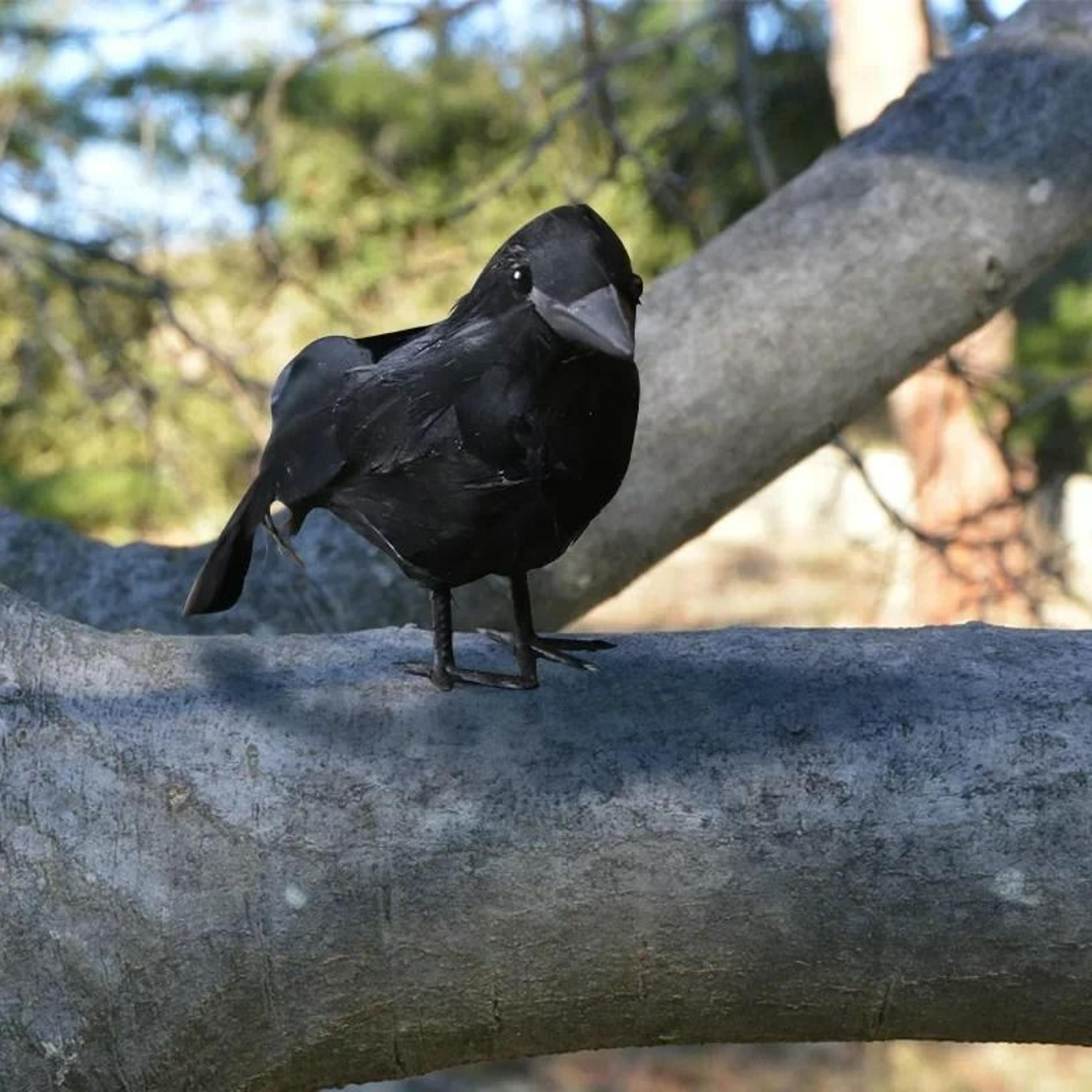 3Pcs Realistic Artificial Crow  Raven Set For Halloween Decor 4