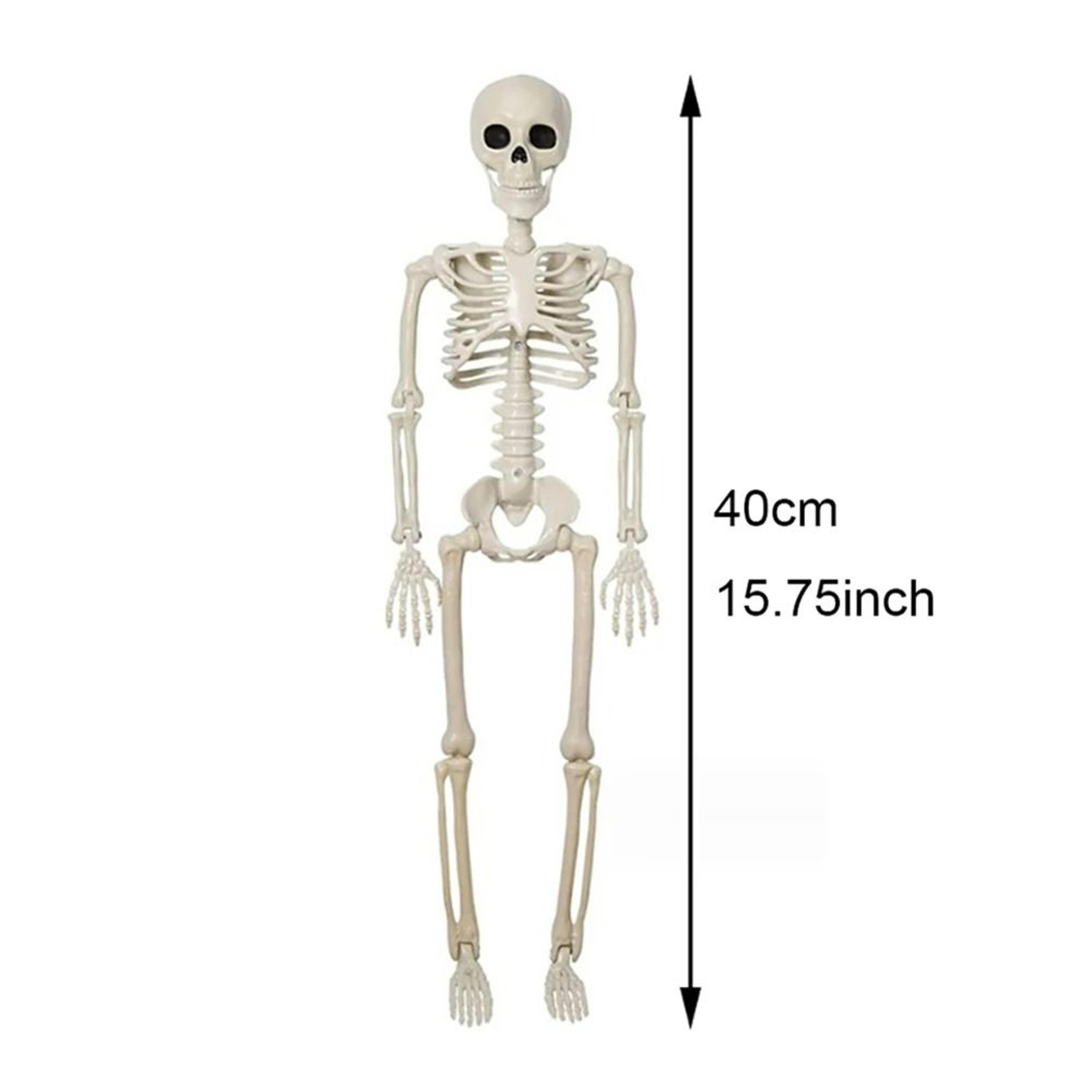 Full Body Posable Halloween Skeleton Prop 6