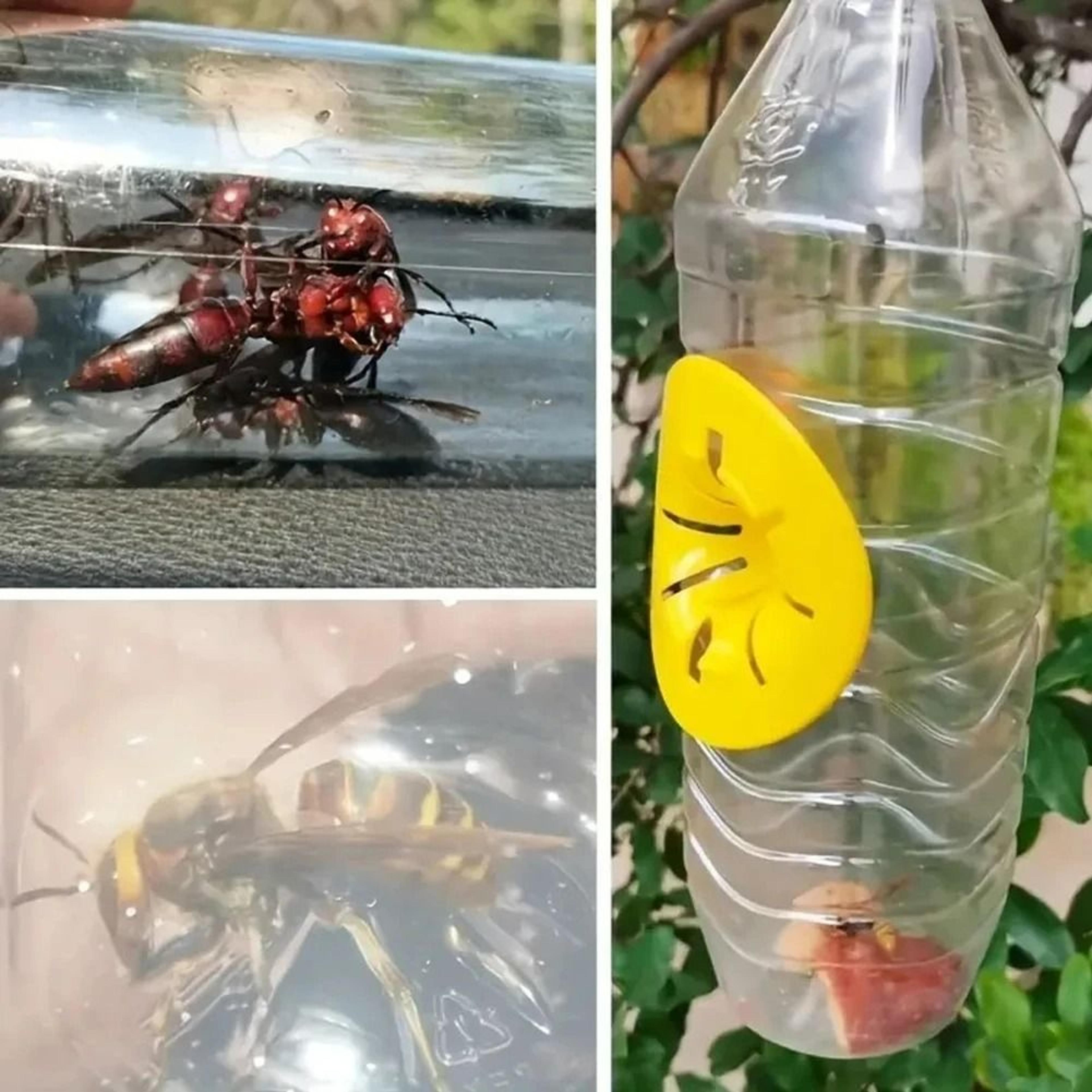 5Pack Reusable Wasp Trap Funnel Set 2