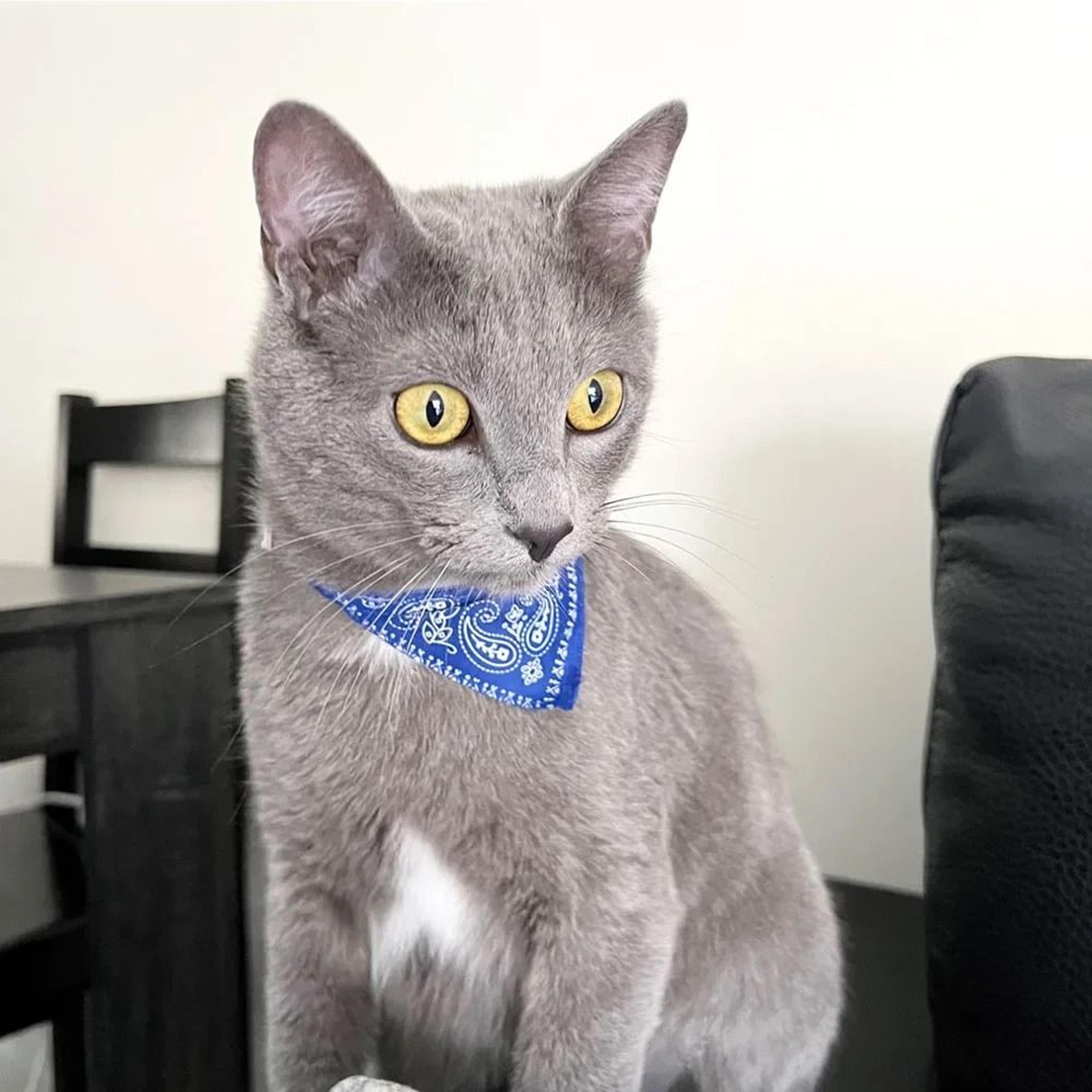 Cute Printed Bandana Collar For Cats  Small Dogs 2