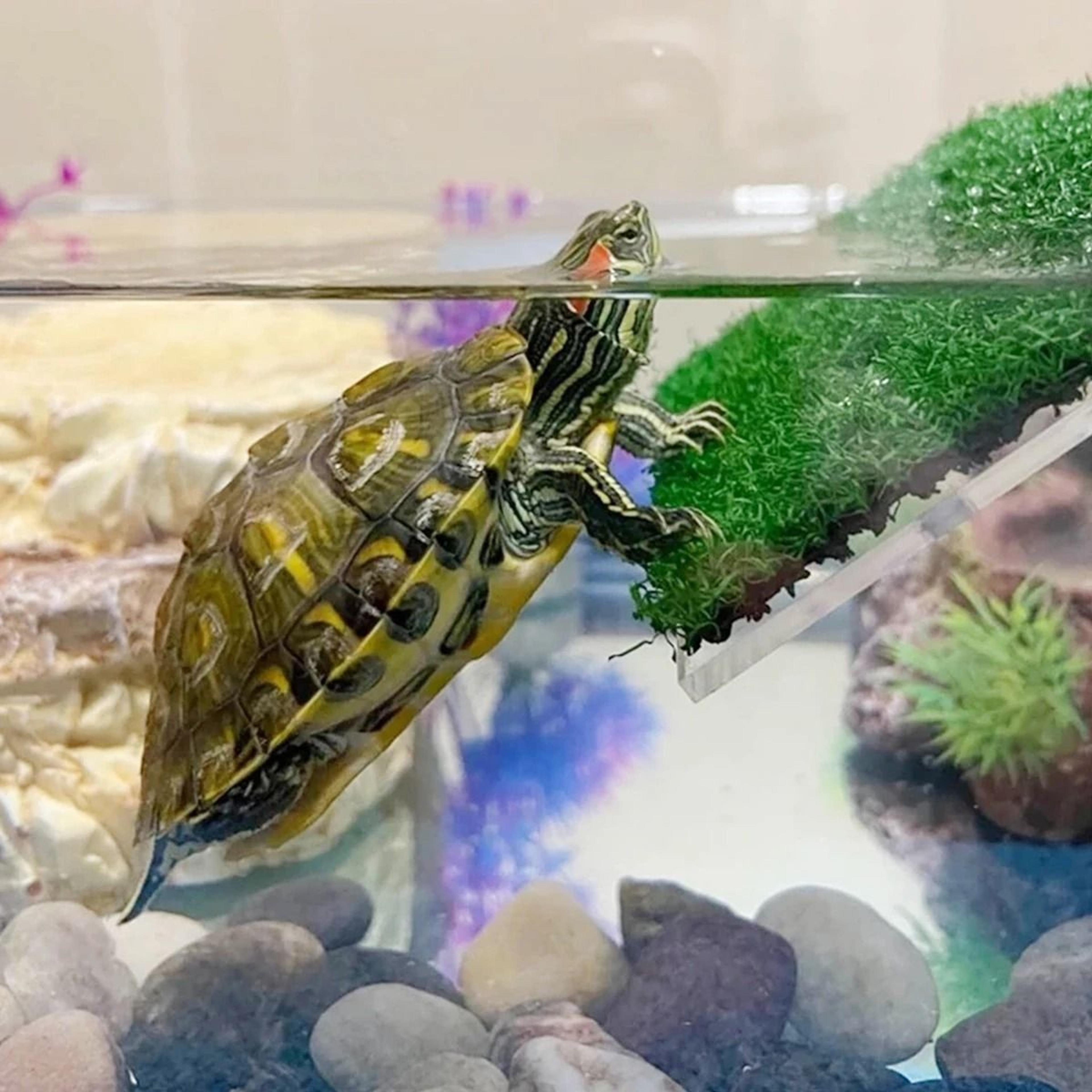 Turtle Basking Platform With Artificial Grass Ramp 3