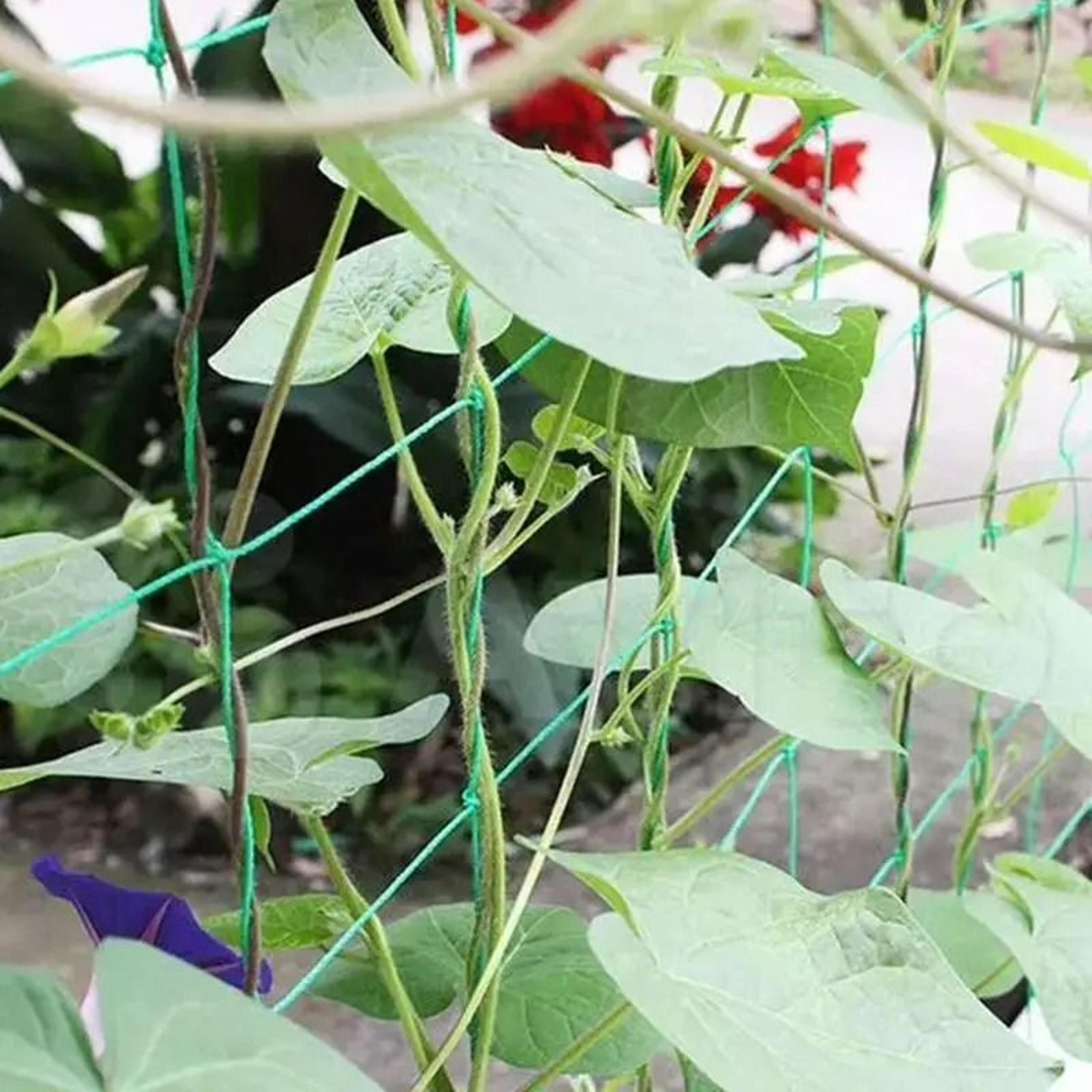 HeavyDuty Polyester Garden Trellis Netting 4