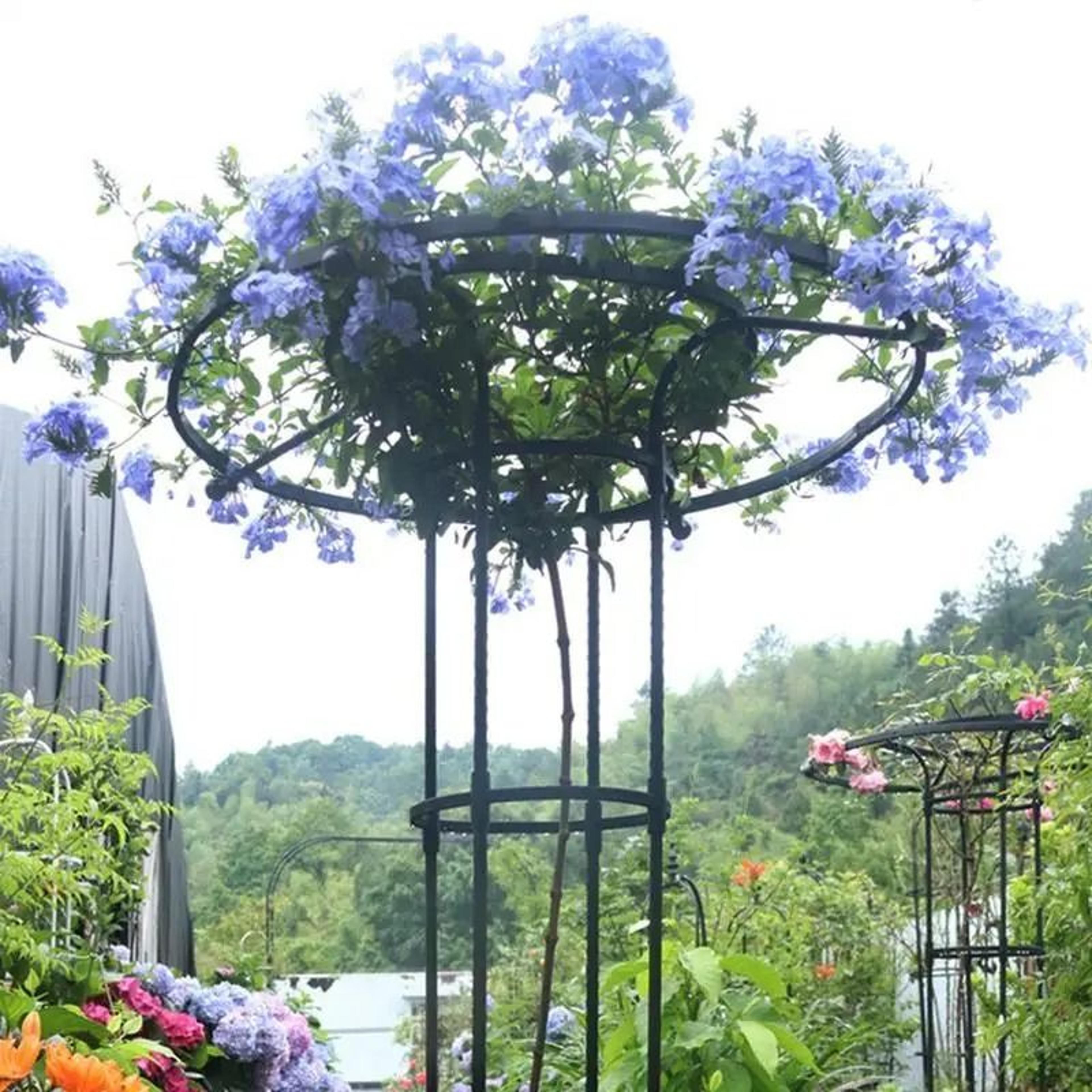 Semicircle Garden Plant Support Stakes And Climbing Trellis 4