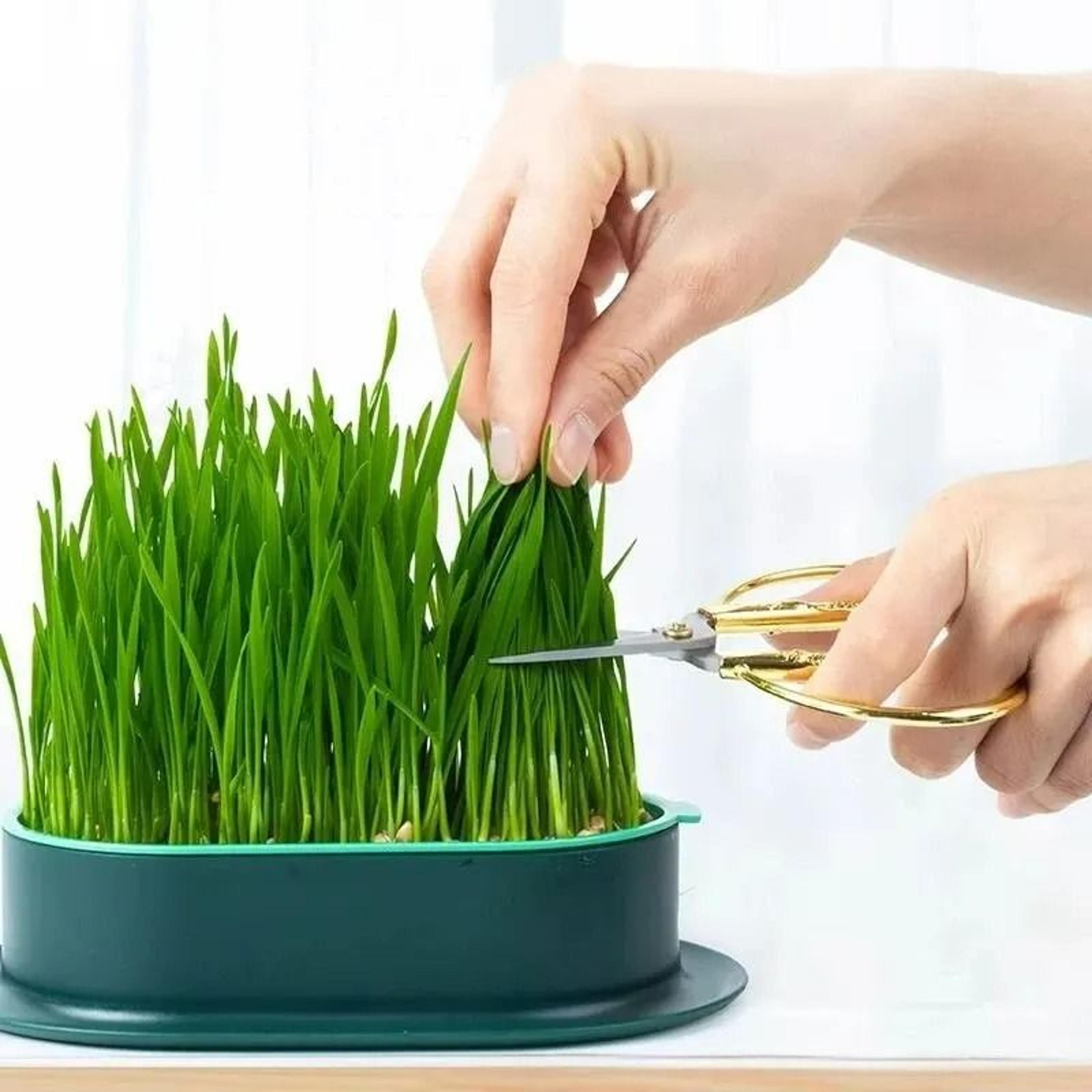 Hydroponic Cat Grass Sprout Starter Planter Tray 5
