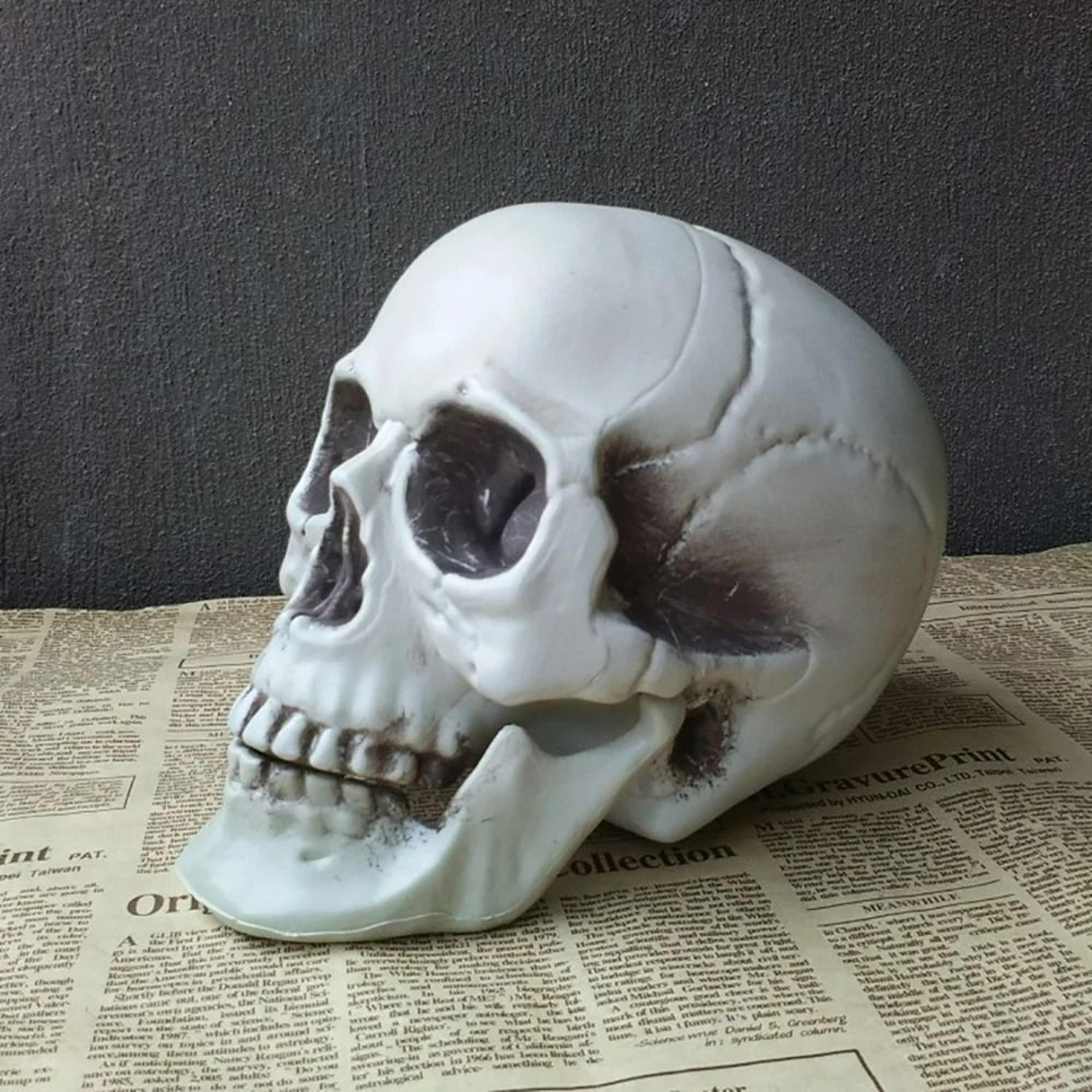 realistic halloween plastic skeleton skull horror prop