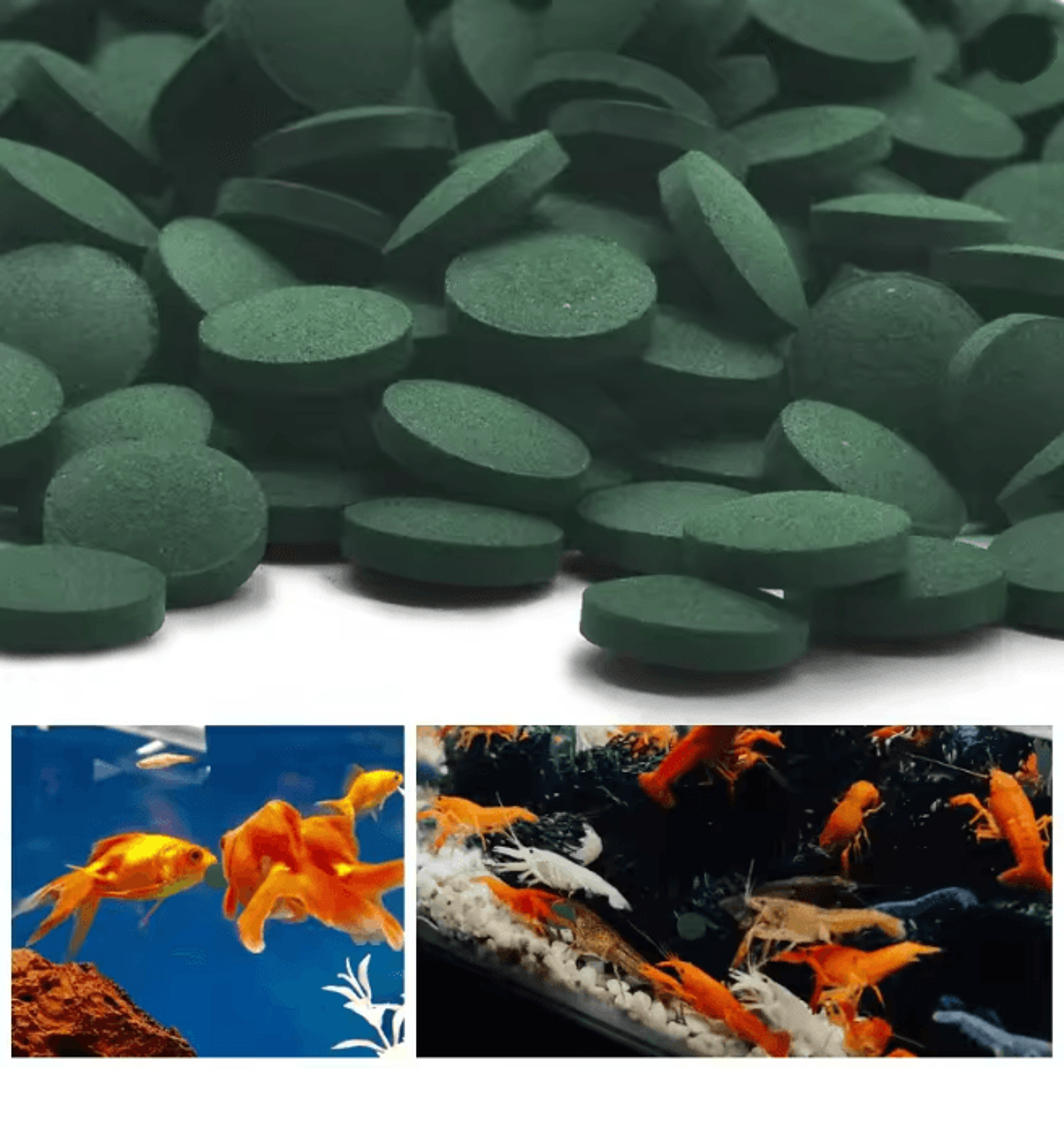 AquaVital Spirulina Fish Food Tablets For Aquarium Pets 3