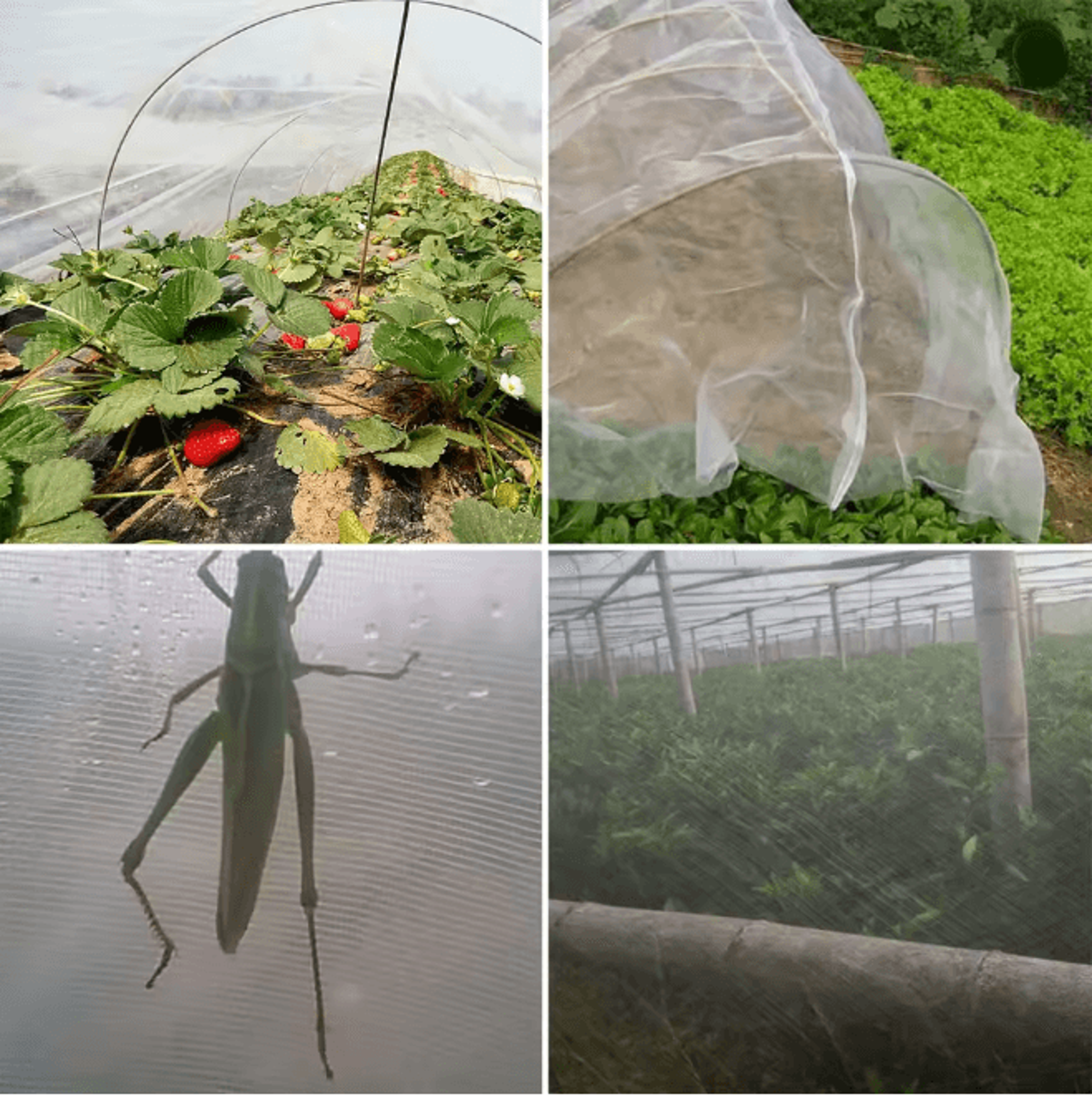 GardenShield Insect Protection Net Anti Pest Plant Cover Mesh Screen 1