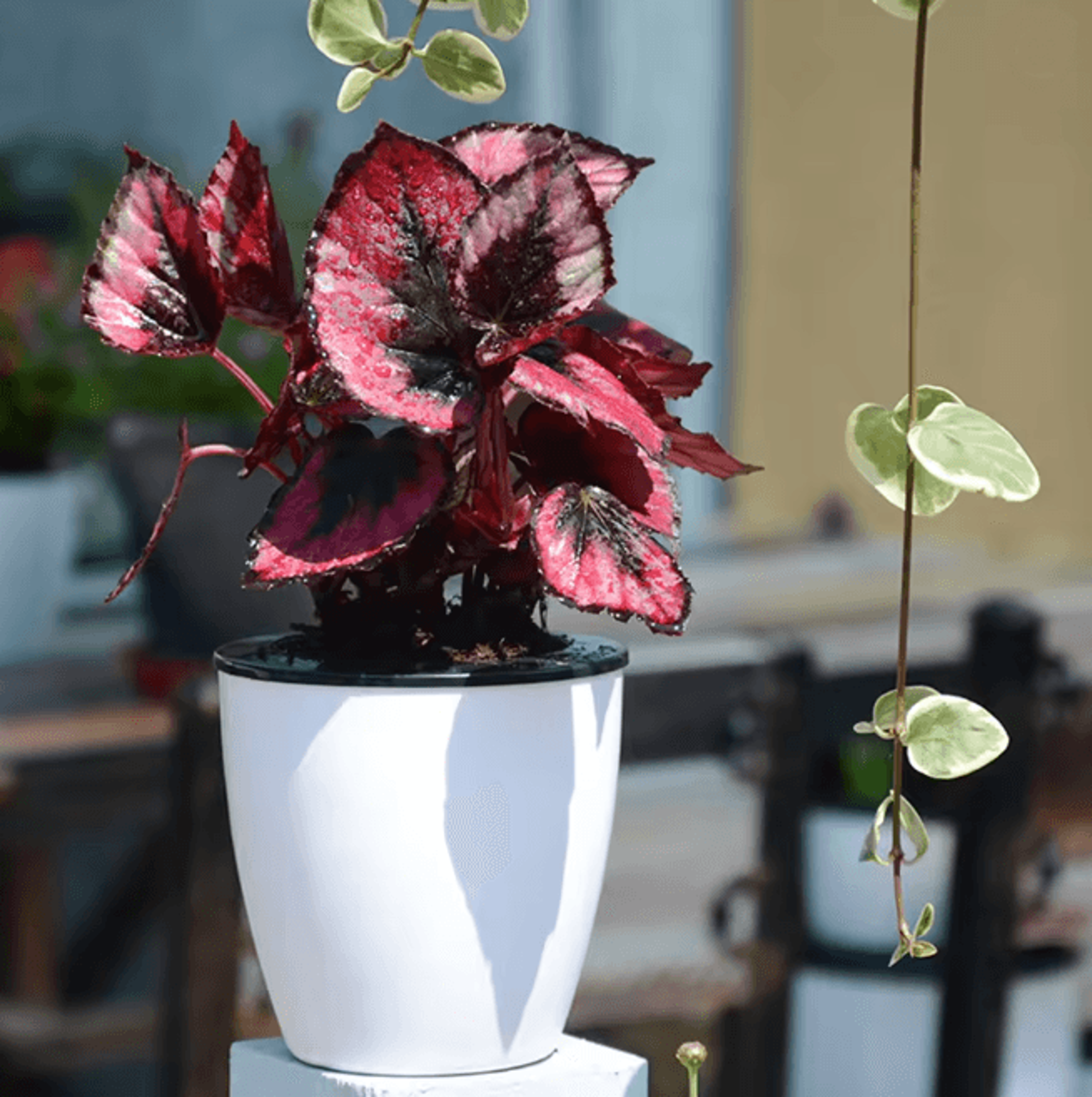 Self Watering Flower Pots Automatic Water Absorbing Plant Pots Set 2