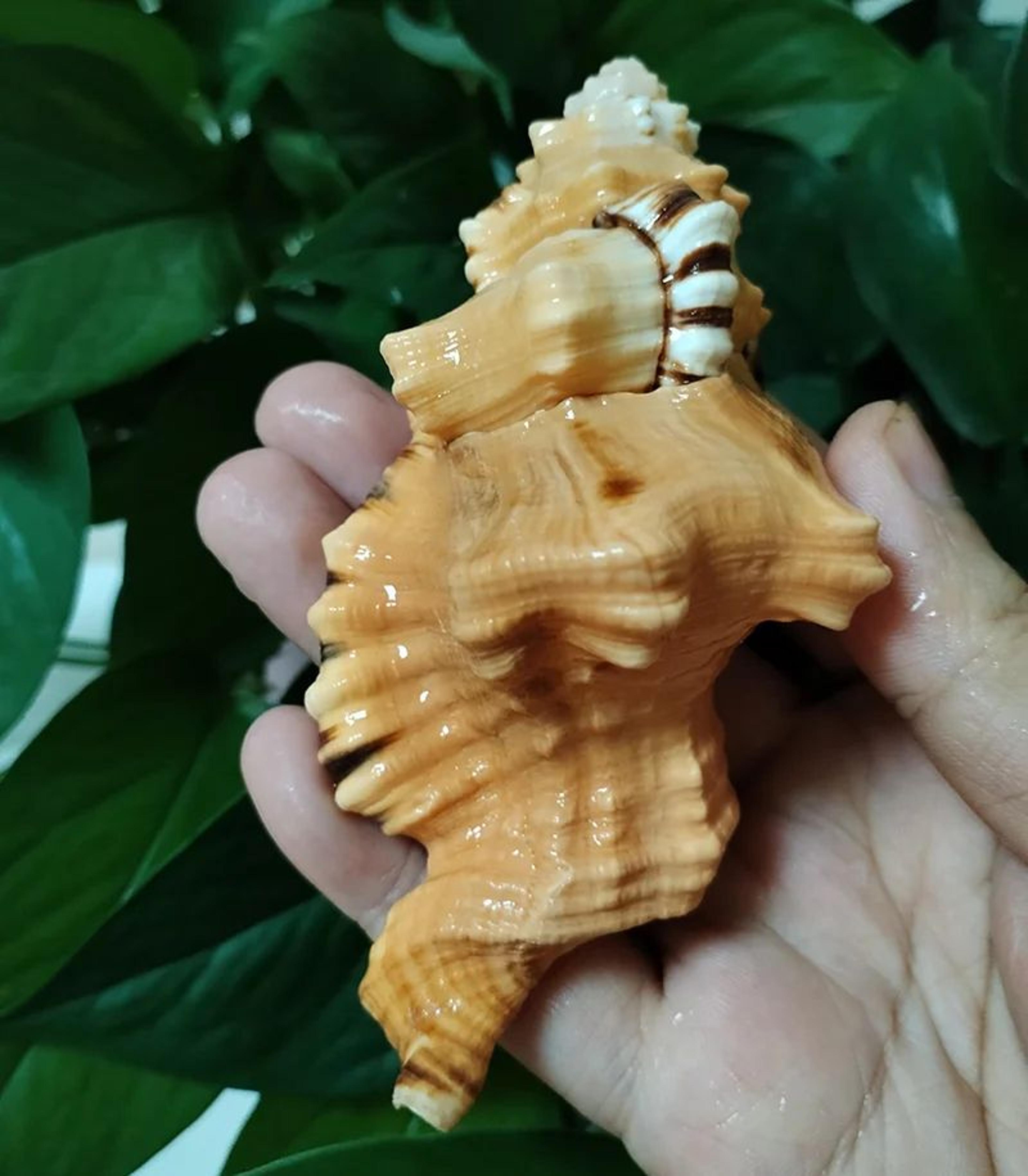 Natural Triton Sea Shell Decor For Aquarium Styling And Coastal Home Display 1