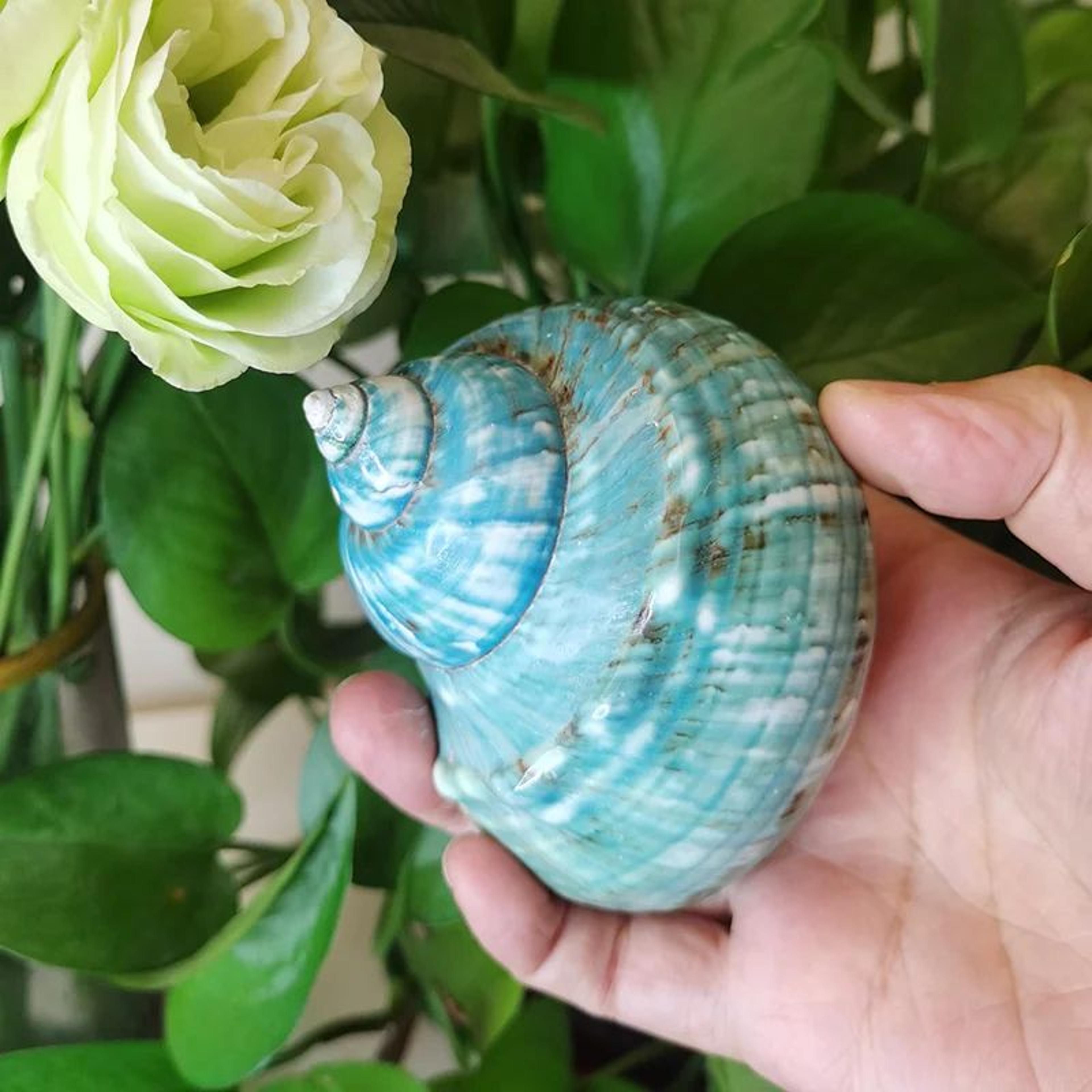 Natural Hermit Crab Shells Coastal Vase Filler Beach Home Decor 4