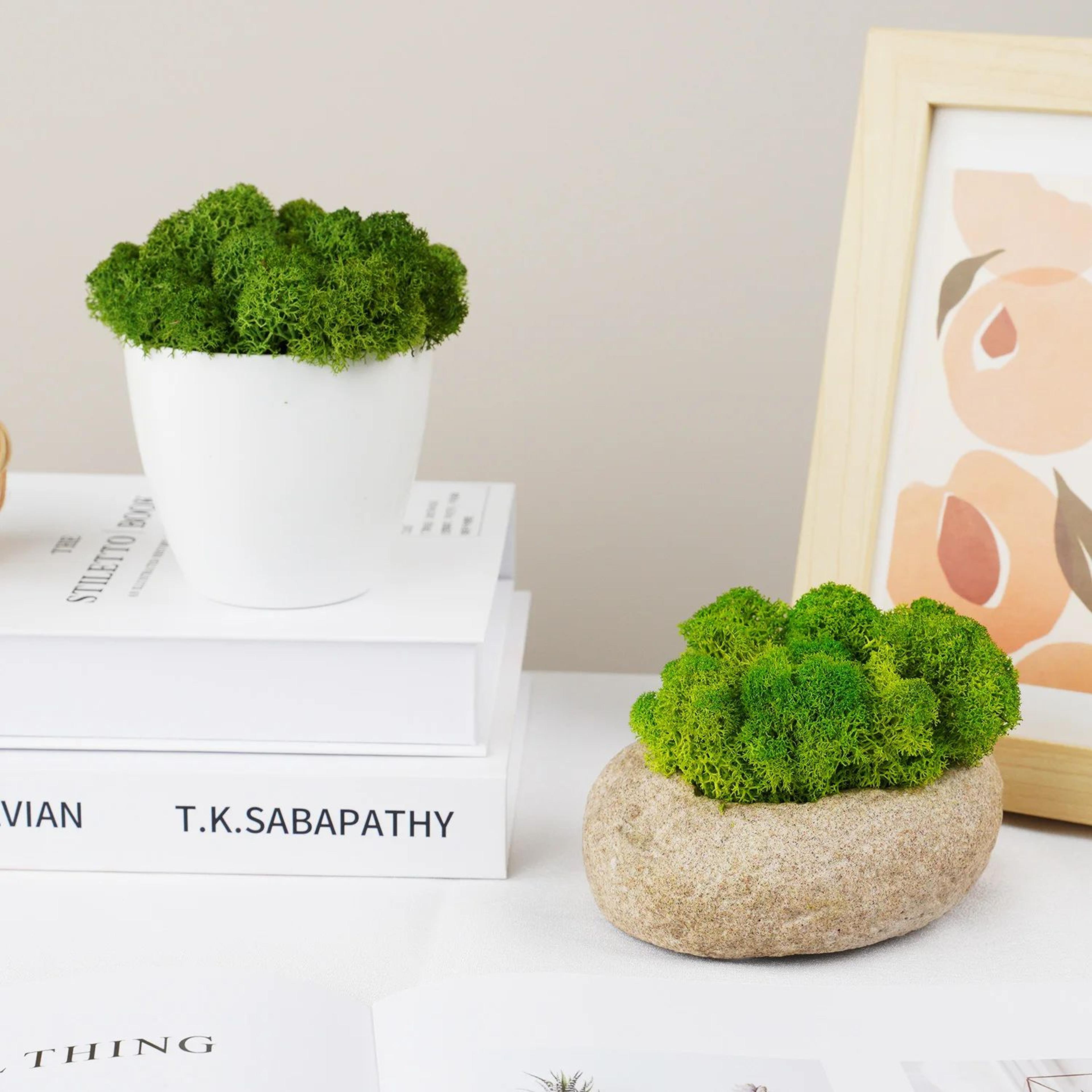 Natural Green Moss Decor Artificial Moss For Mini Garden And Wall Design 1