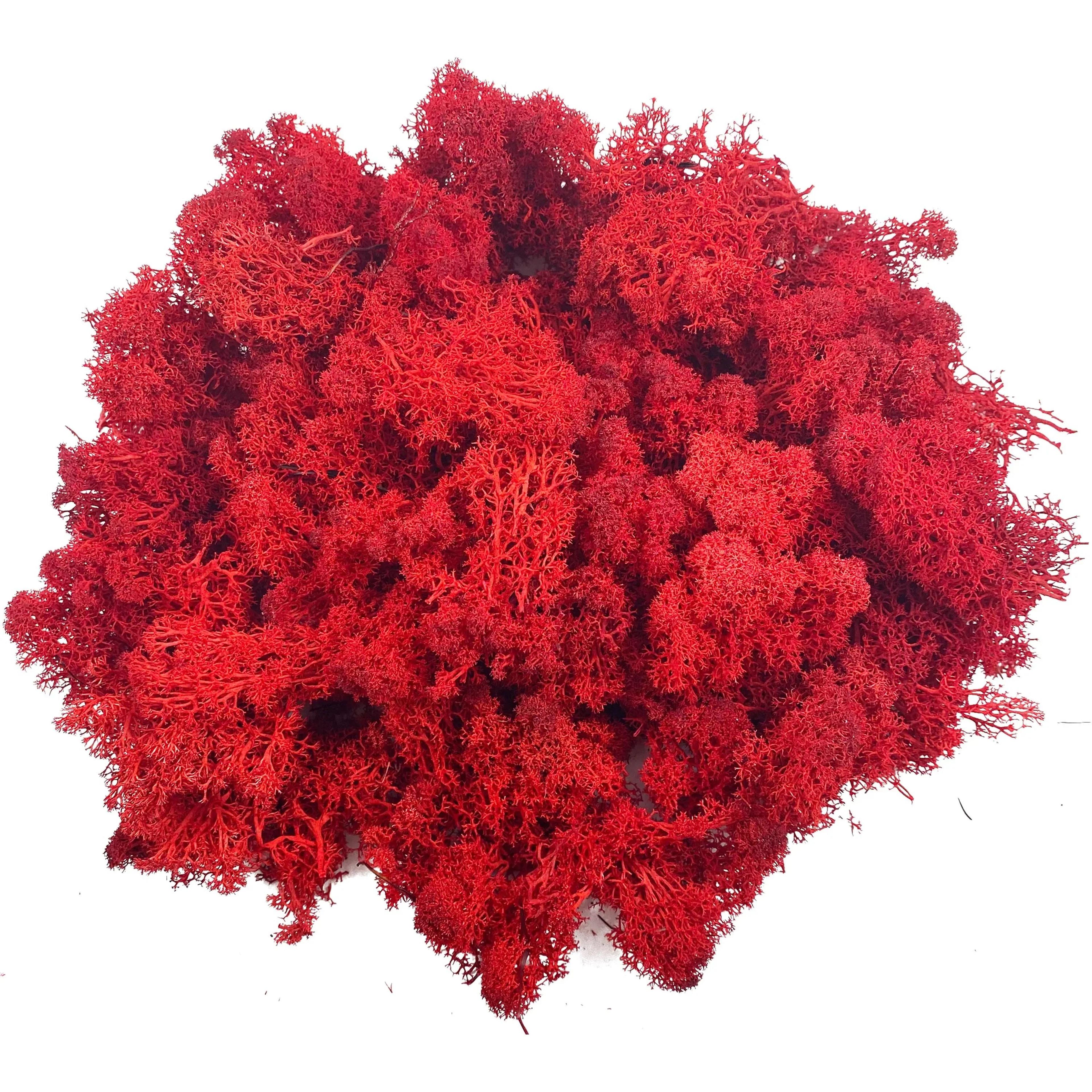Transform Ordinary Spaces Into Calming Green Sanctuaries With This Soft Lifelike Reindeer Moss That 6