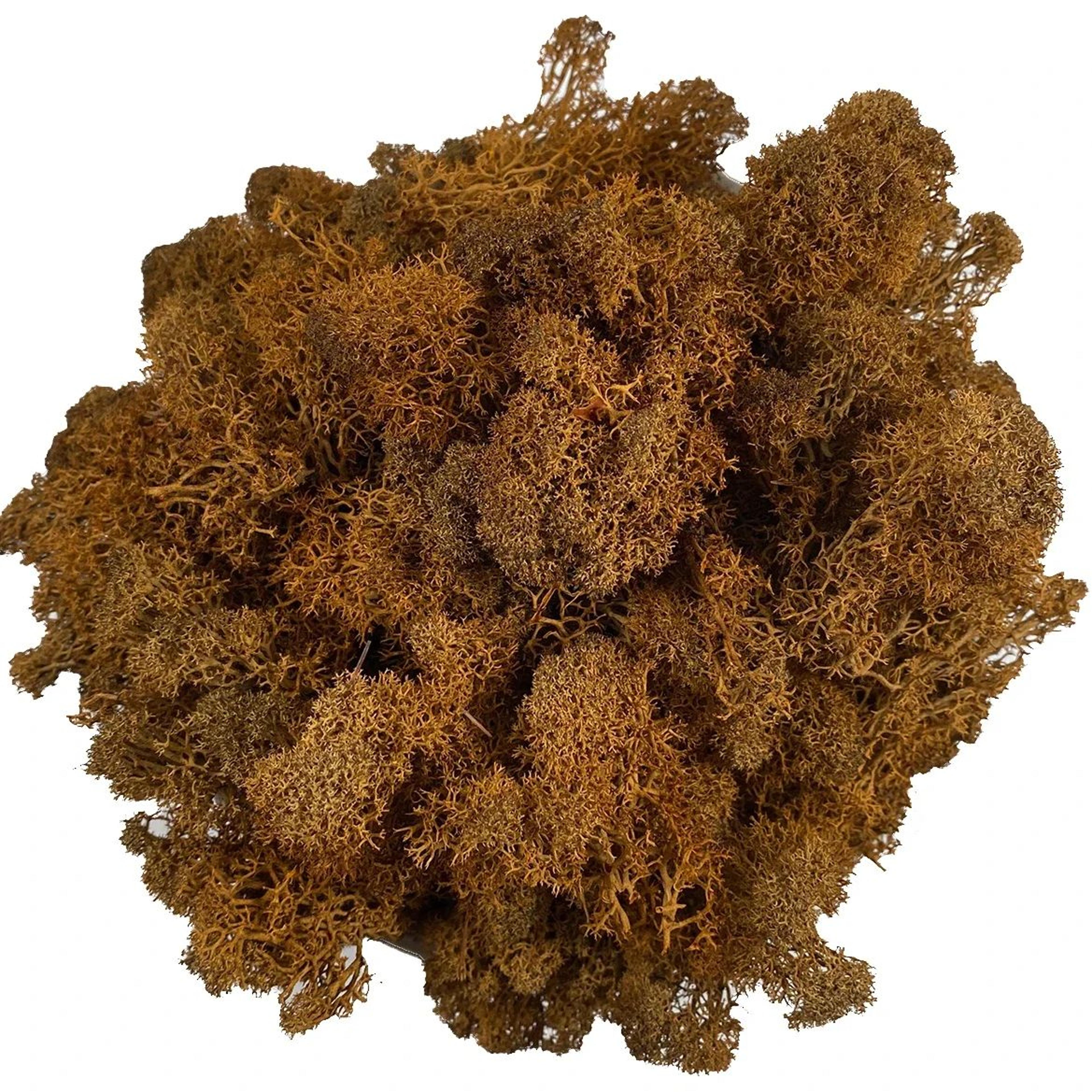 Transform Ordinary Spaces Into Calming Green Sanctuaries With This Soft Lifelike Reindeer Moss That 10