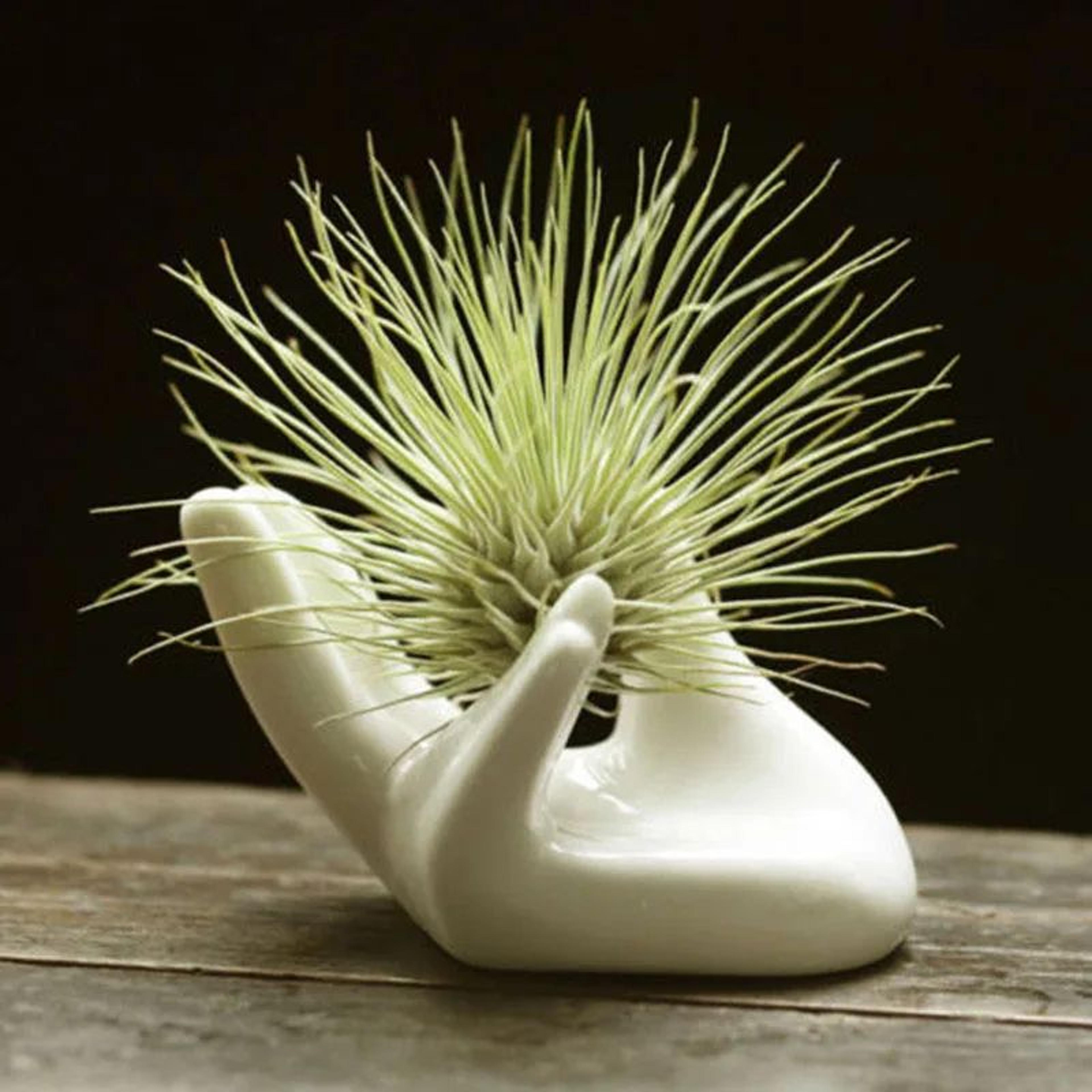 white ceramic air plant holder minimalist desk planter for home and office decor