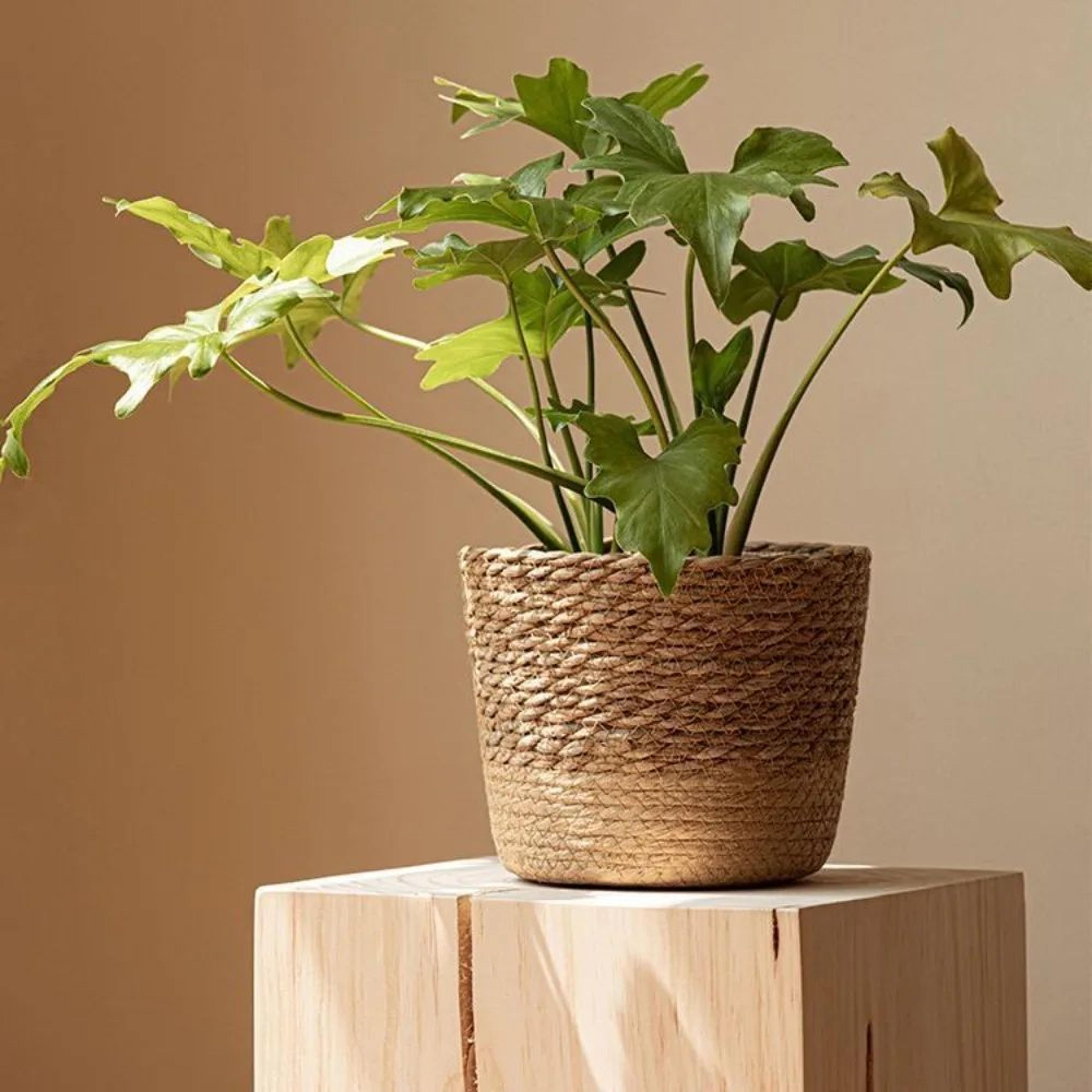 Handwoven Rattan Planter Basket For Indoor And Outdoor Plants 2