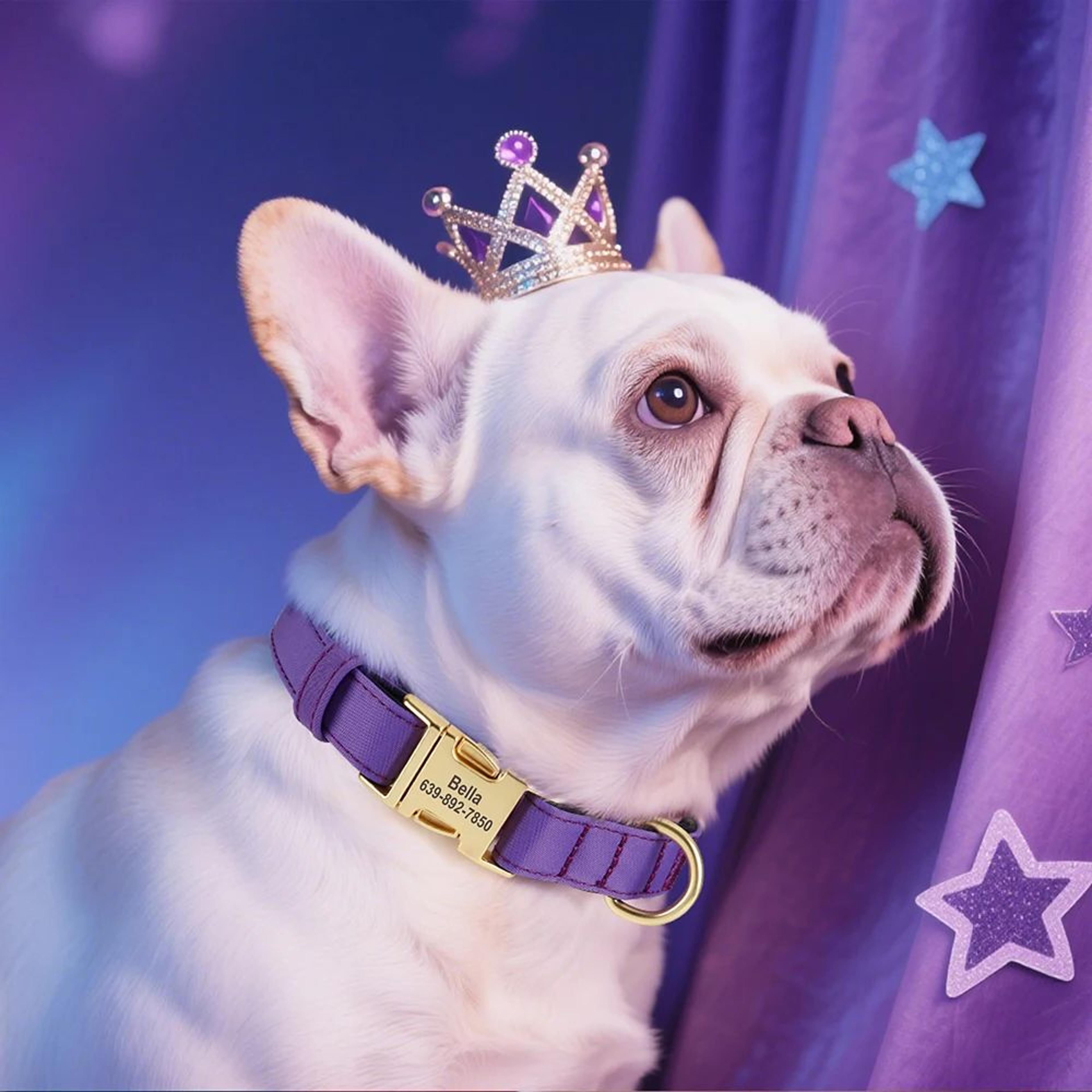 Personalized Waterproof Dog Collar With Soft Padding 4