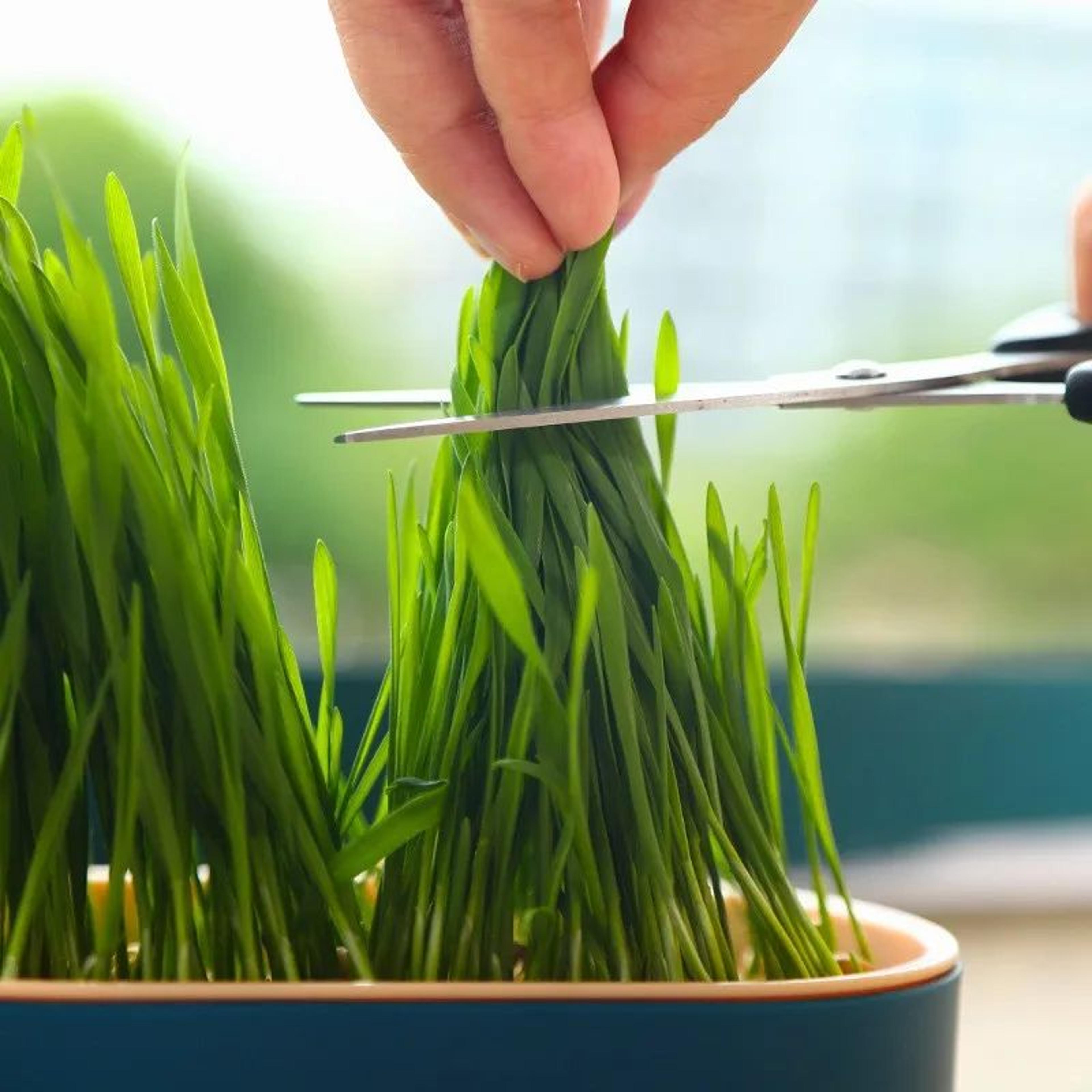 Fresh Grow Hydroponic Cat Grass Planter Box 3