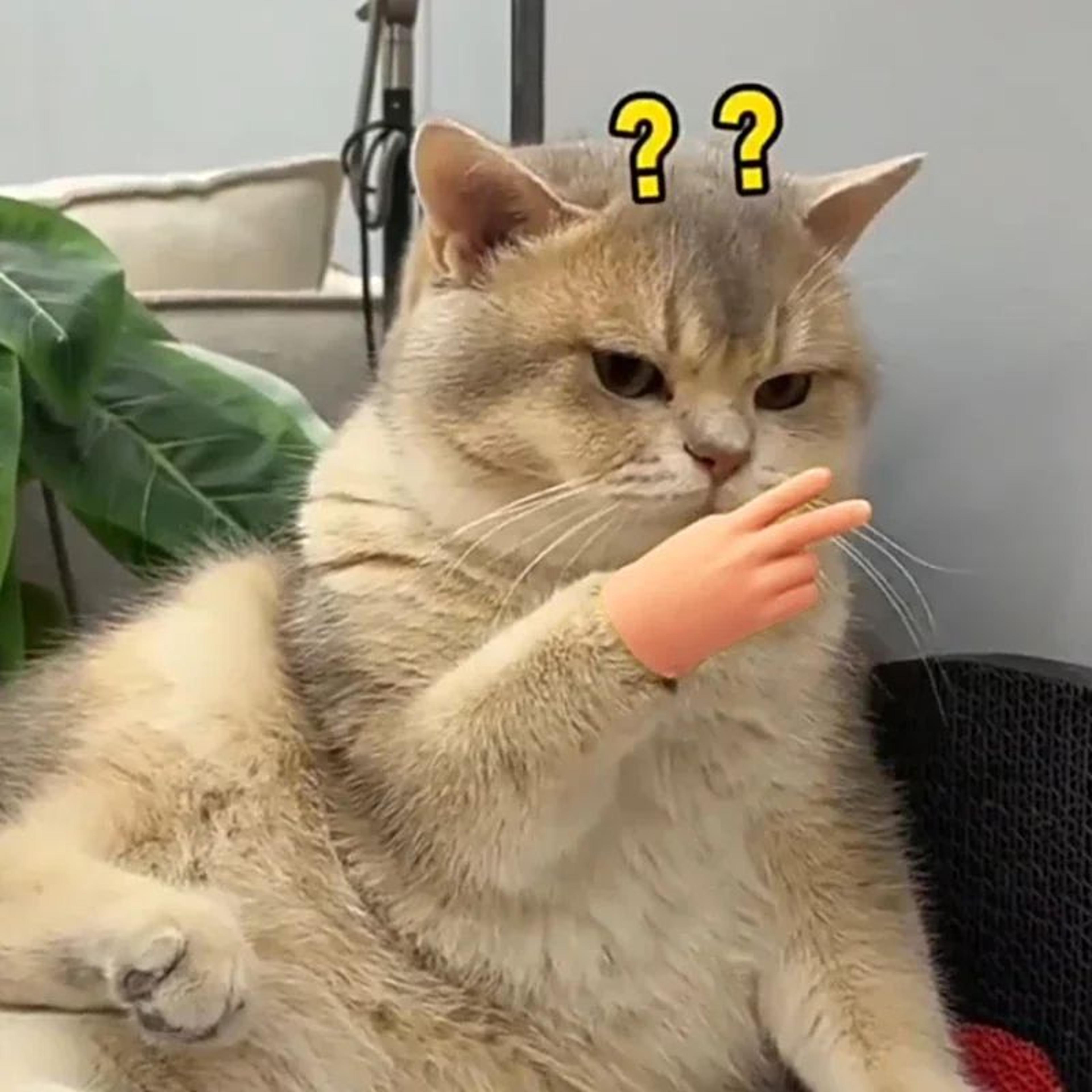 Finger Chase Stretchable Cat Teaser Toy 3