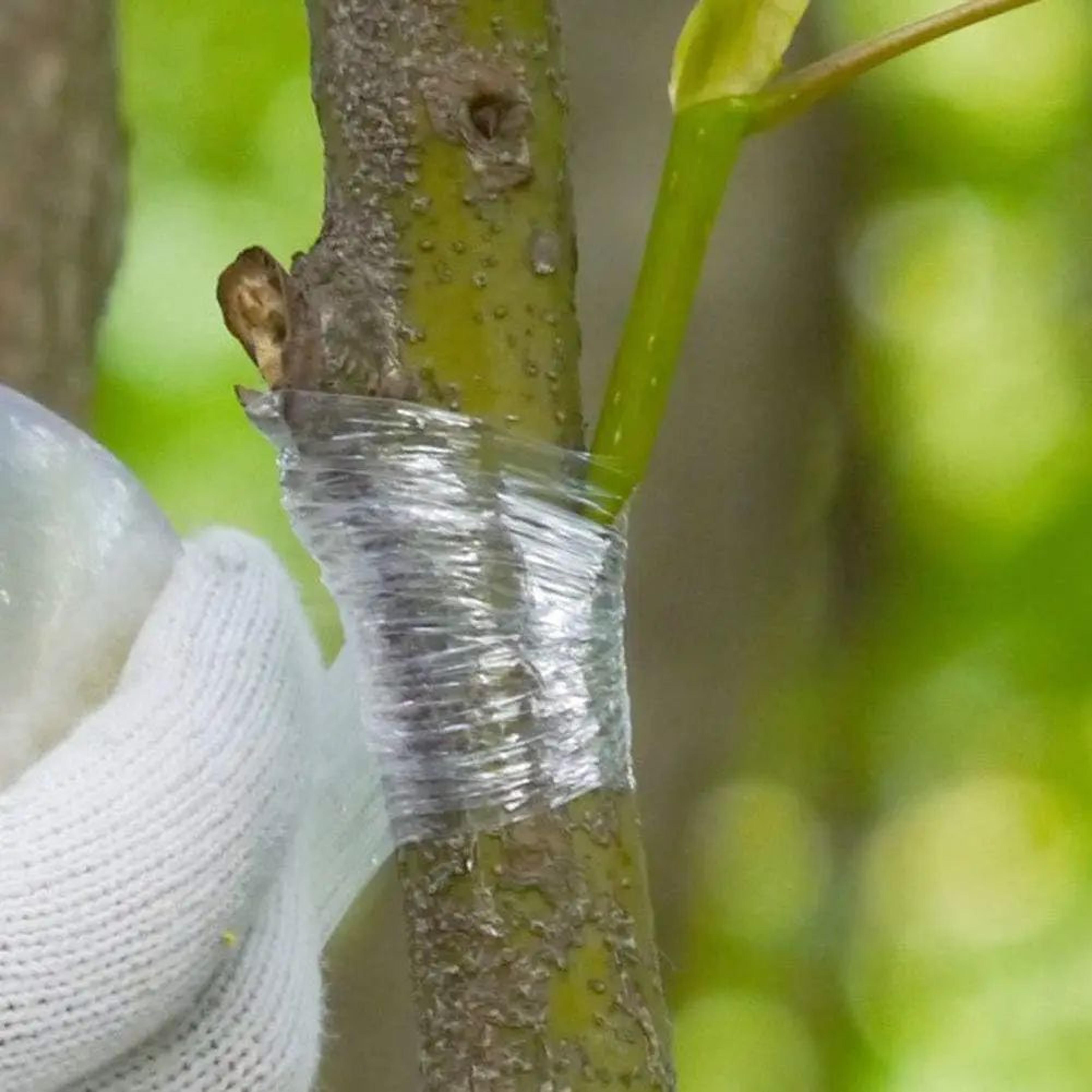 Stretchable PE Grafting Tape For Fruit Trees And Plants 2