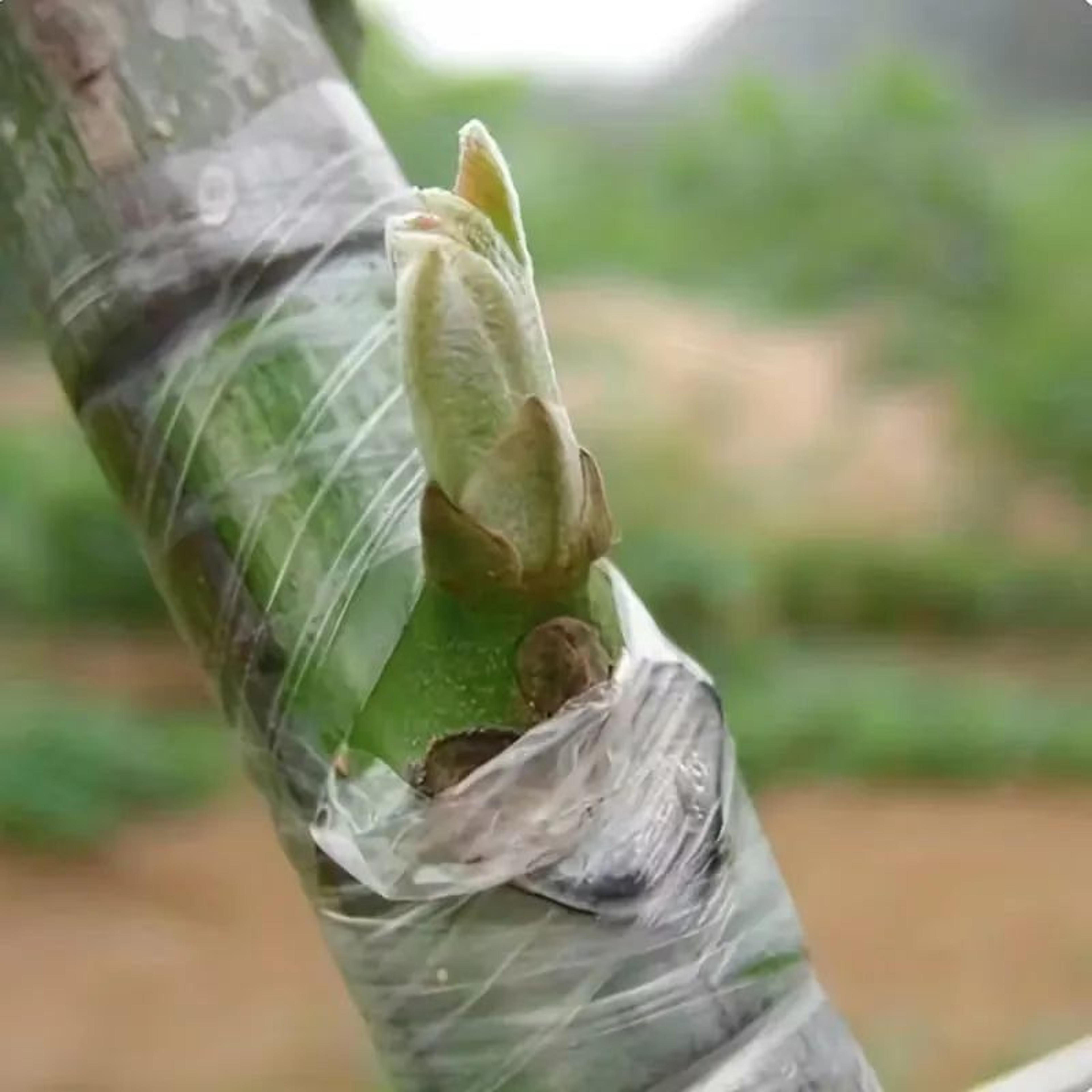 Stretchable PE Grafting Tape For Fruit Trees And Plants 4