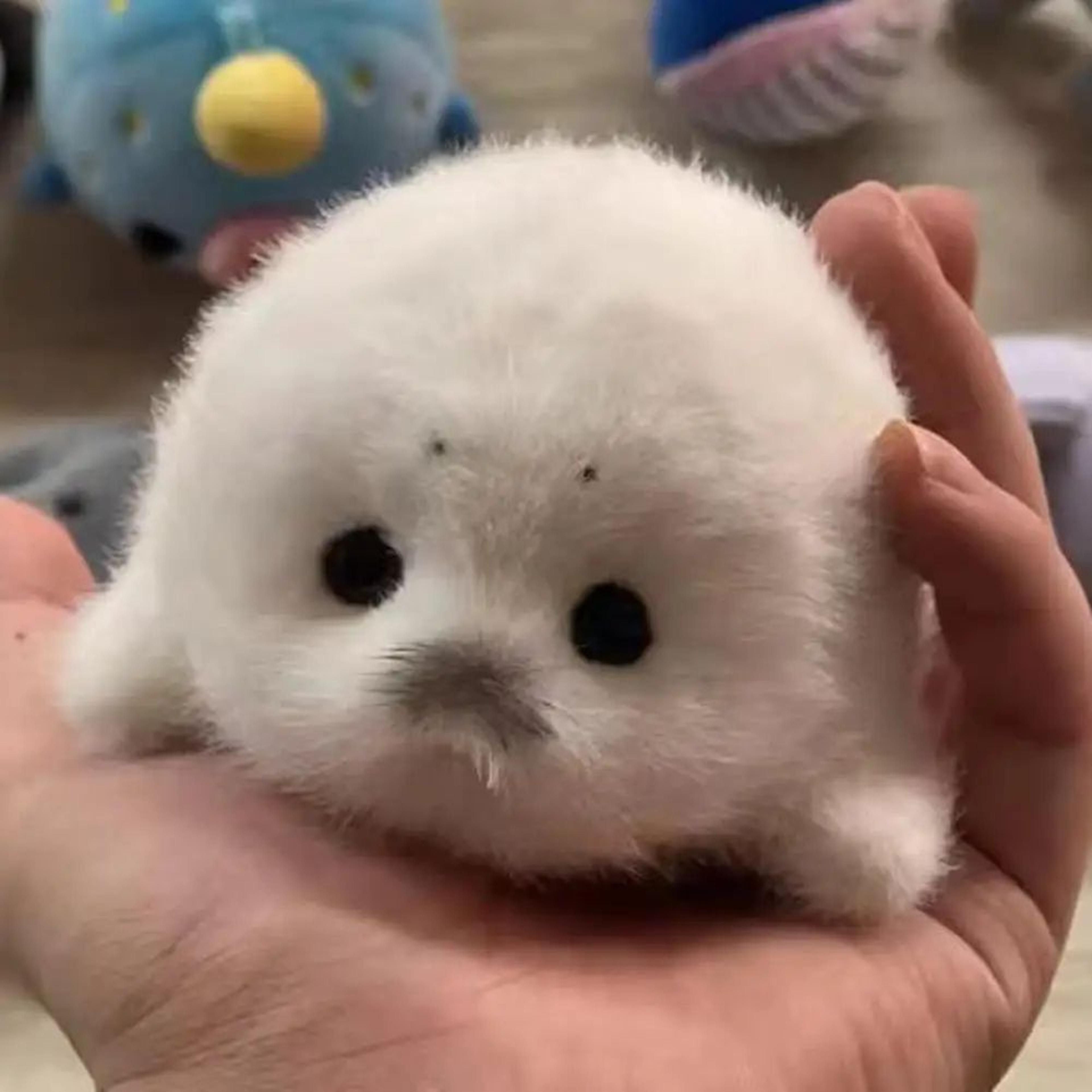 Cute Plush Seal Keychain Pendant 4