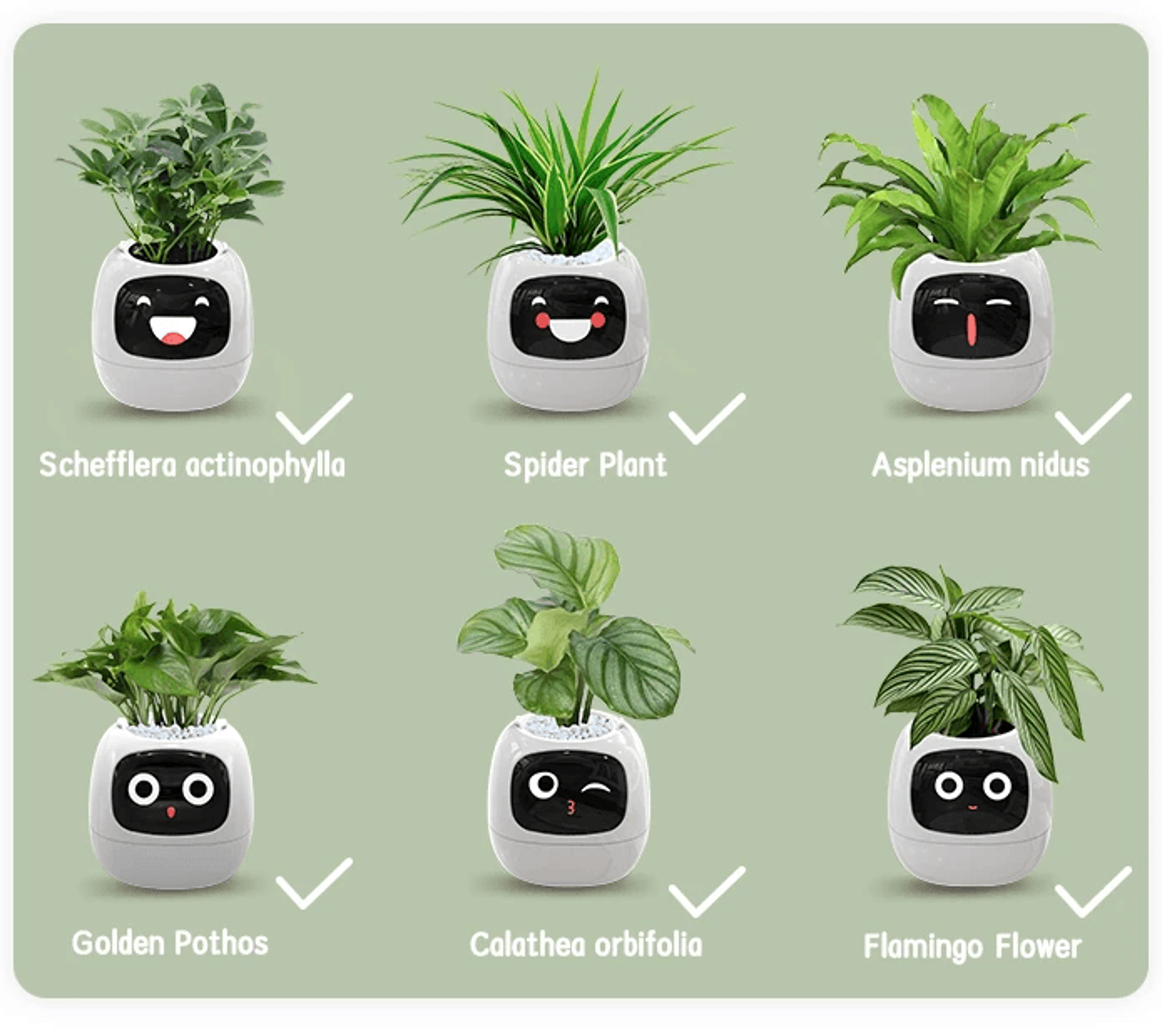 Ivy Smart Plant Pot With AI Sensors And 49 Facial Expressions For Easy Indoor Gardening 3