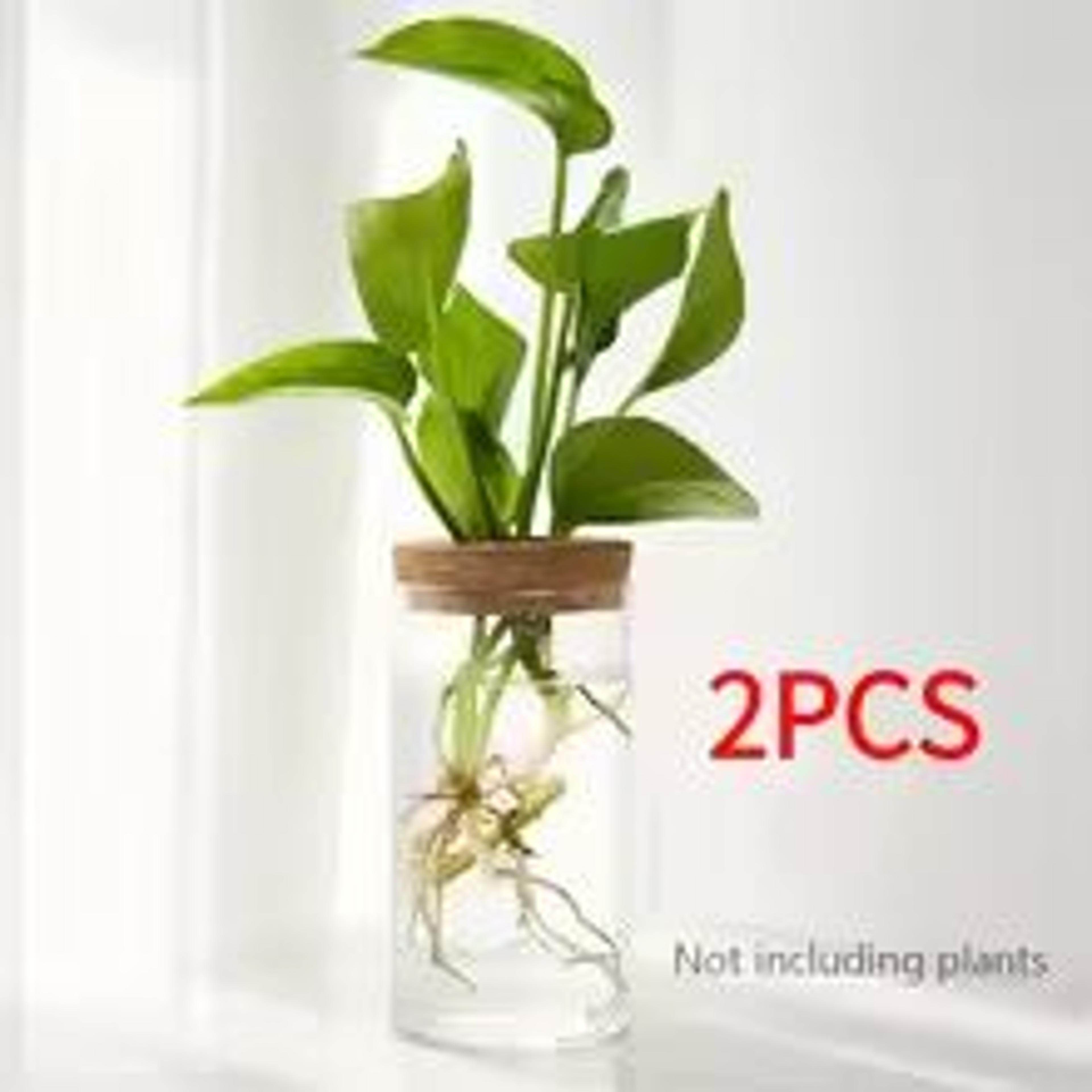 AquaBloom Glass Desktop Hydroponics Planter  Elegant Vase For Plant Propagation  Home Decor 10