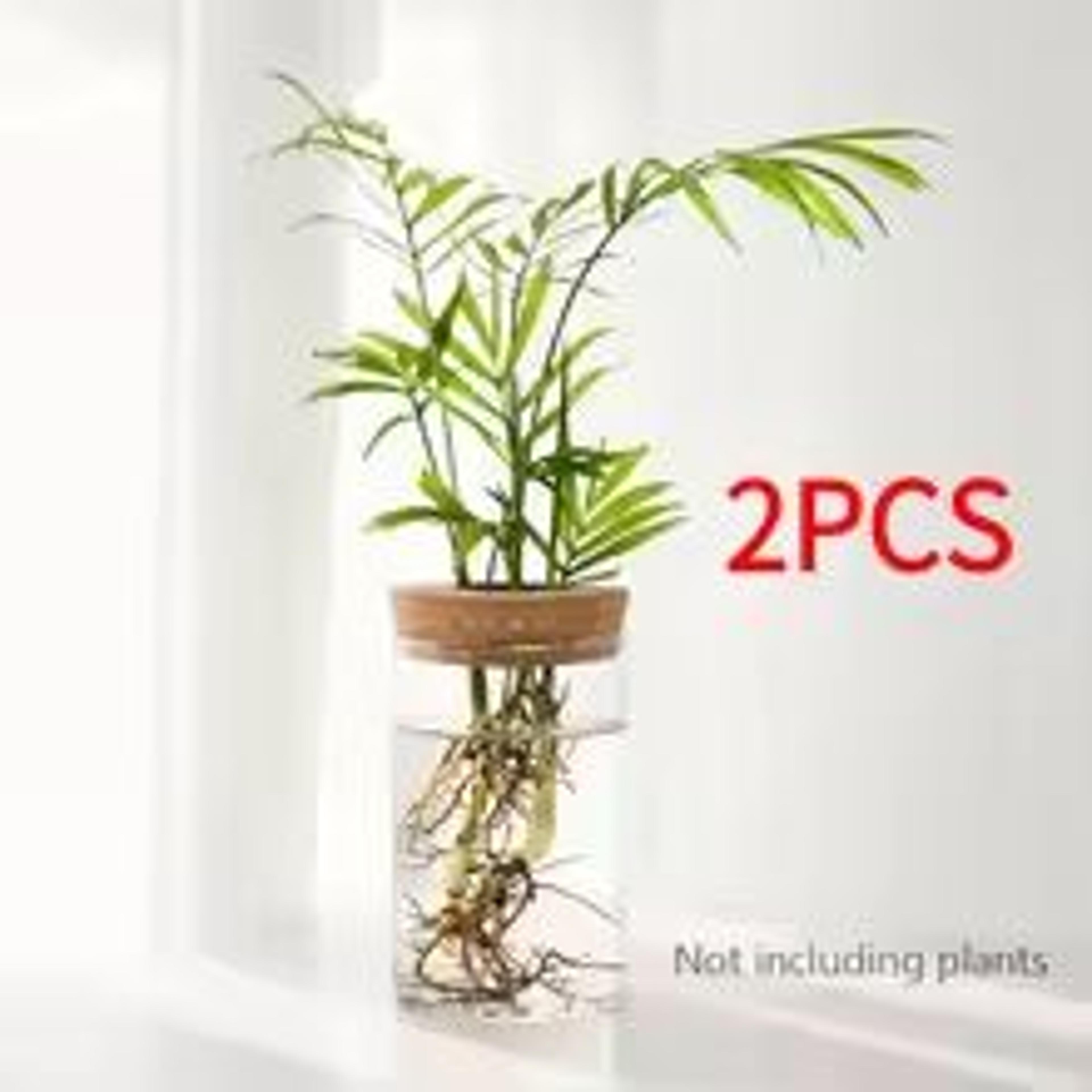 AquaBloom Glass Desktop Hydroponics Planter  Elegant Vase For Plant Propagation  Home Decor 6
