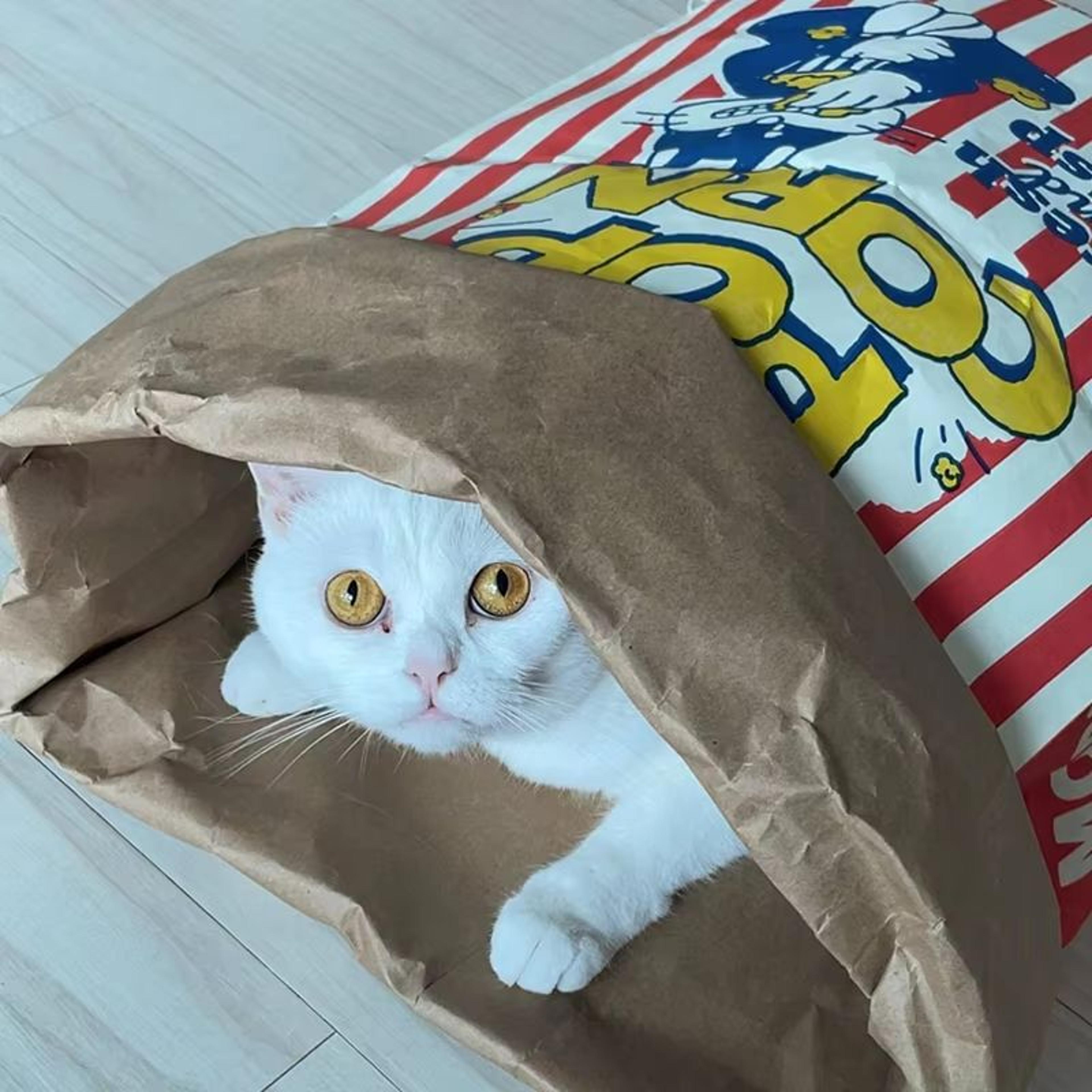 Creative Cute Hidden Food Pet Chew Toy  Popcorn Kraft Paper Puzzle Sound Toy For Cats  Dogs 4