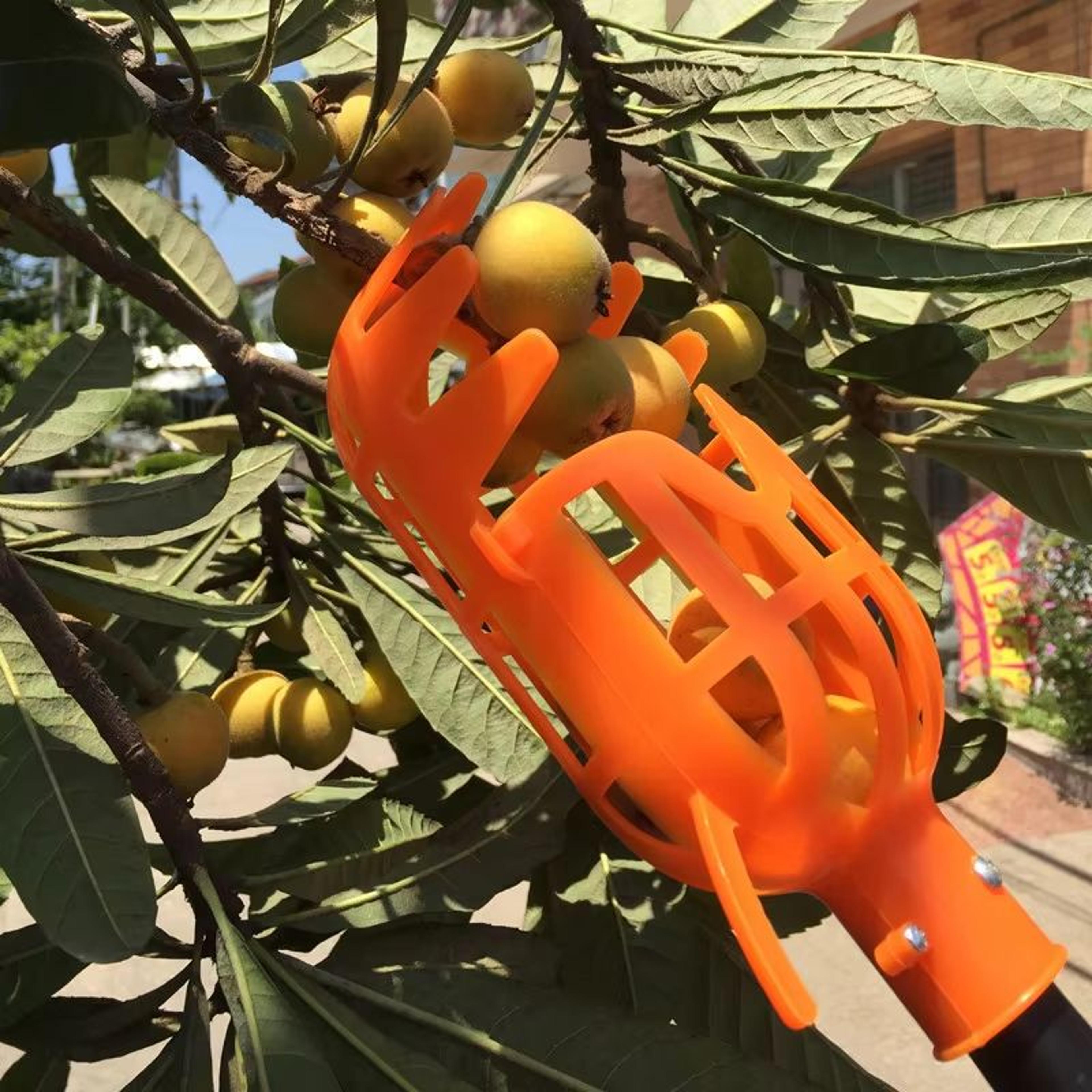 Garden Fruit Picker Tool With Basket Head For Apples Peaches And Orchard Harvesting 1 Or 2 Pack 3