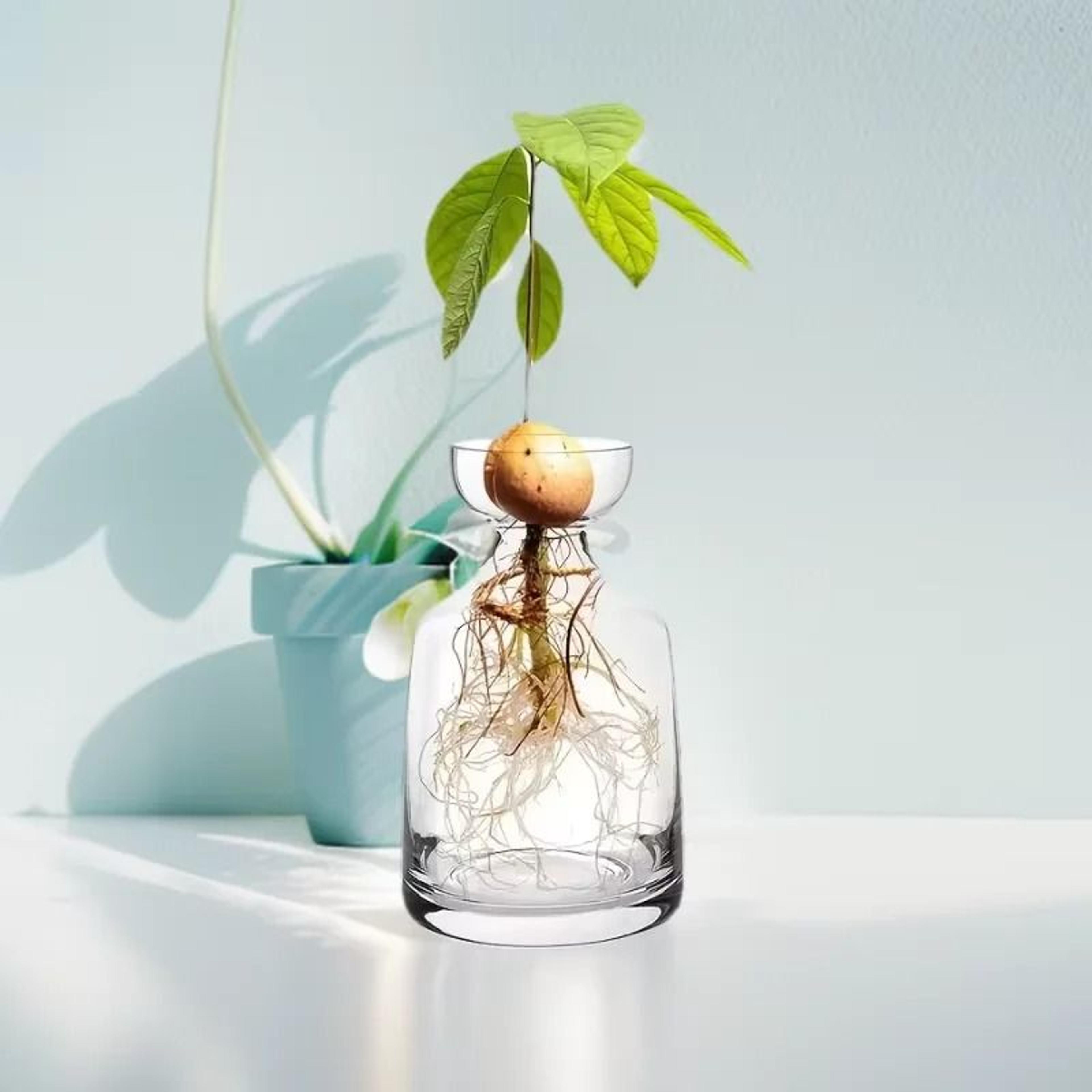 4PCS Avocado Seed Starter Vase Glass Hydroponic Growing Kit For Home Decor 1