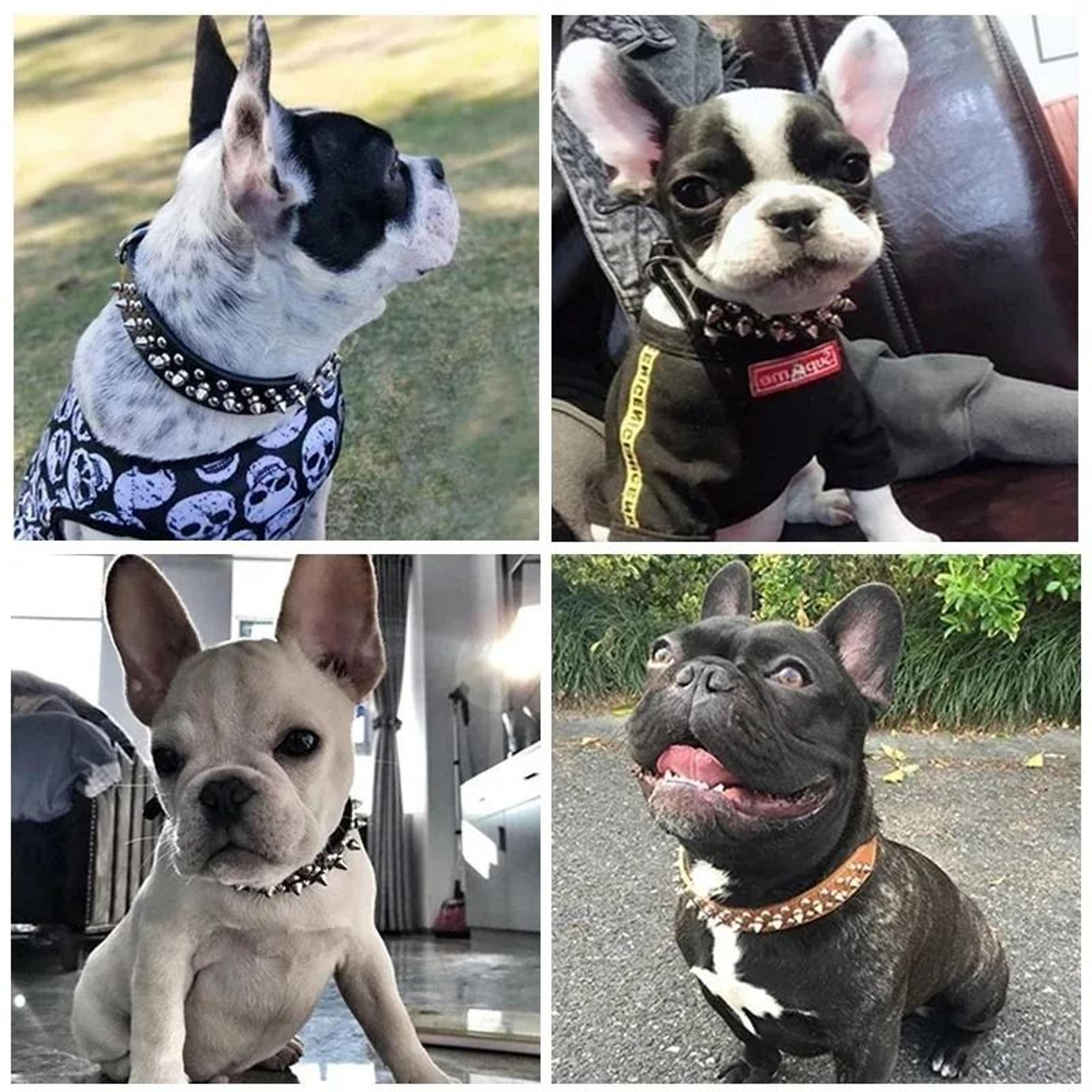 Adjustable Punk Rivet PU Leather Dog Collar For Small Dogs  Cats 2