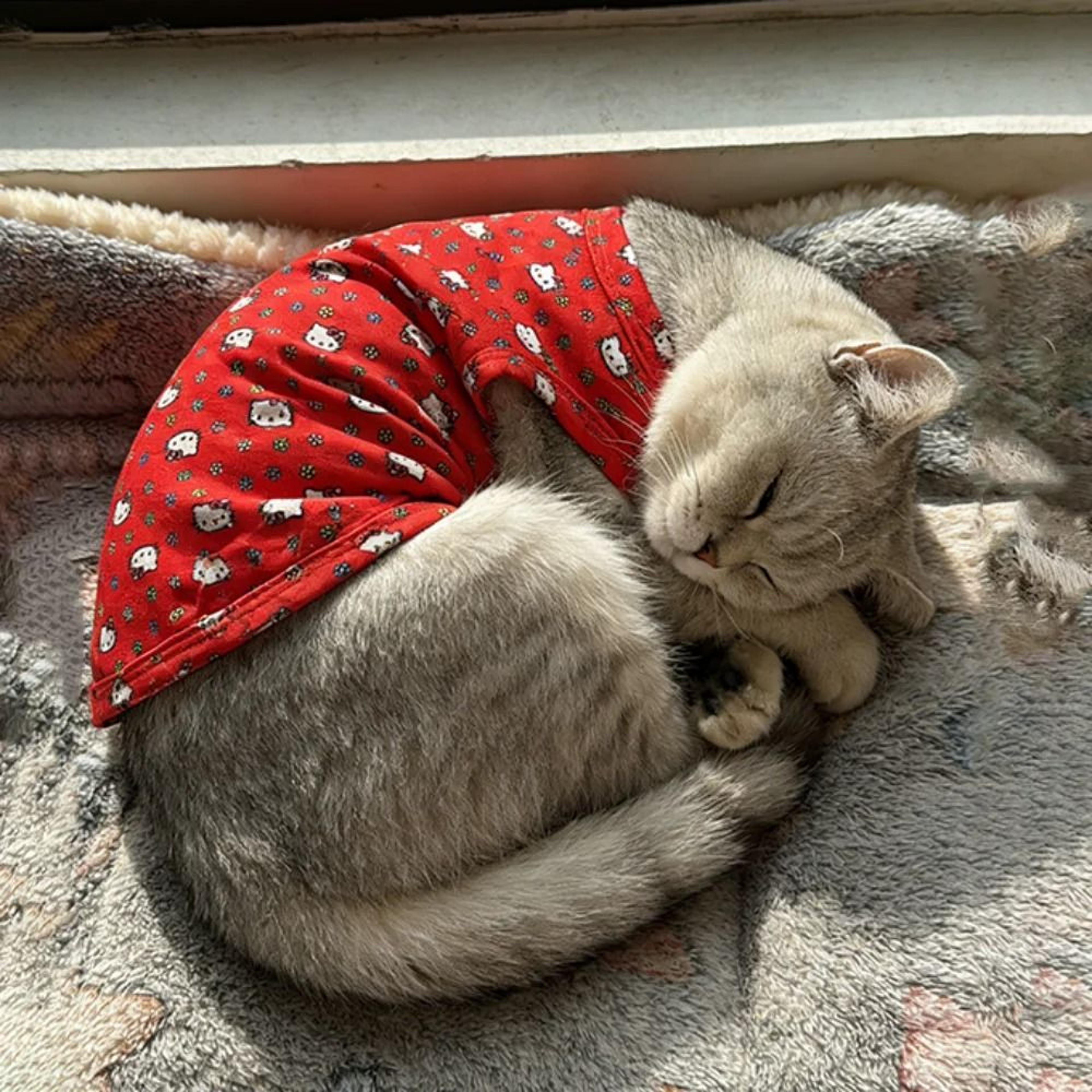 Sanrio Inspired Soft Pet Vest Shirt Cute Sleeveless Puppy  Cat TShirt 3
